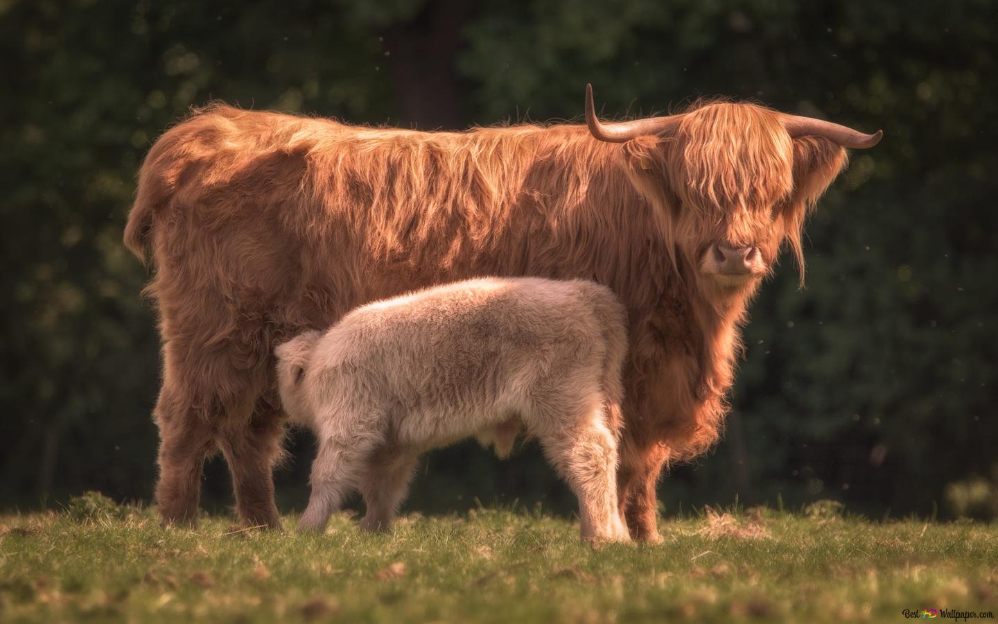 1440x900 Baby highland cattle and mother highland cattle receiving milk from their mother on the grass in nature HD wallpaper download
