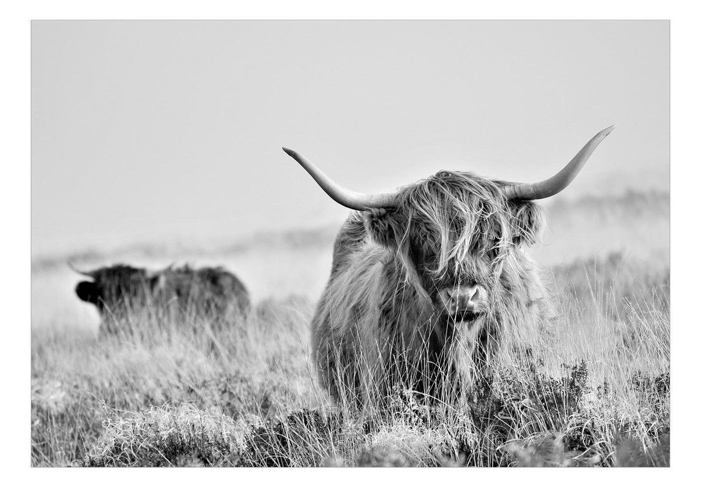 1400x973 Animal Wallpaper Wall Mural Cattle