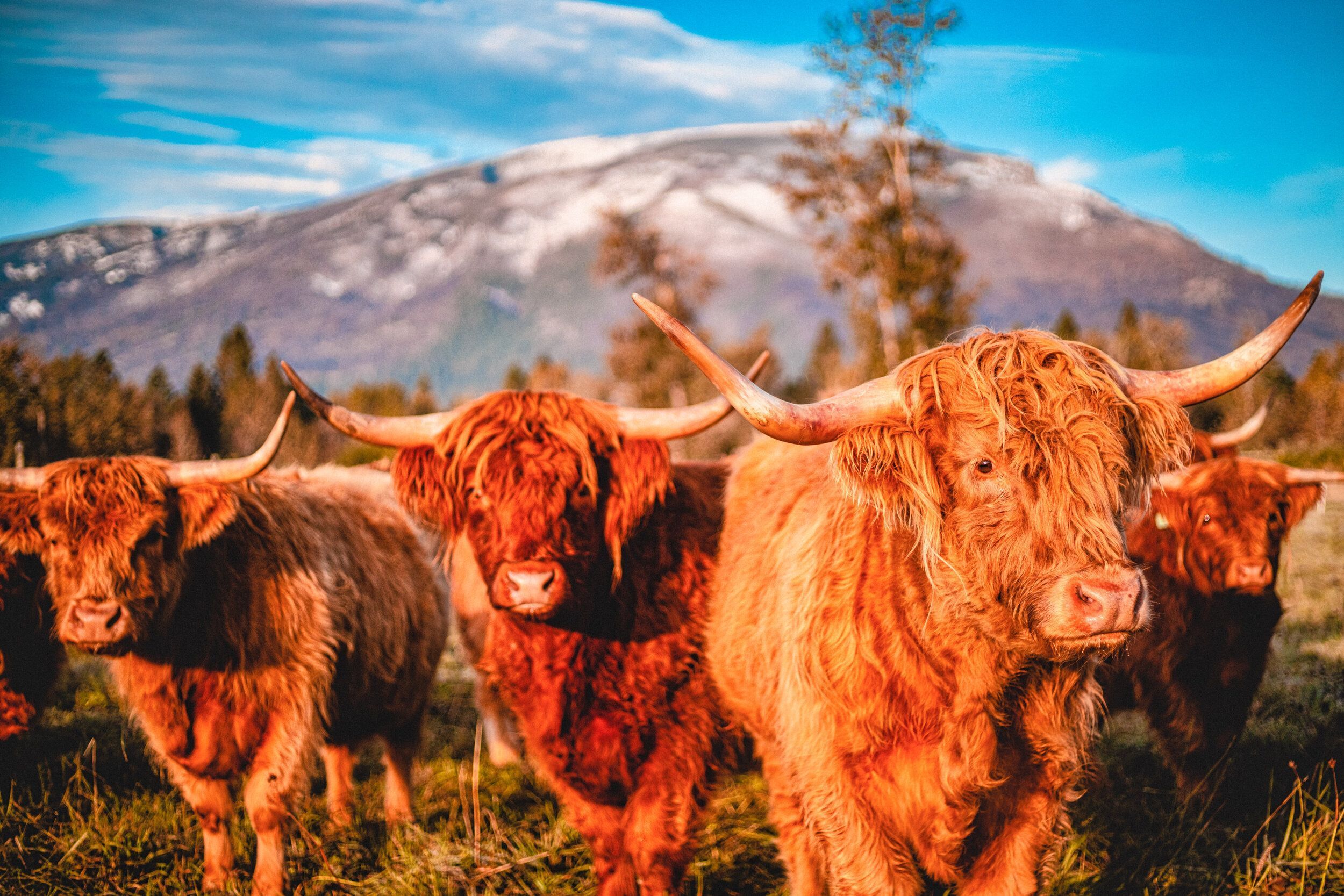 2500x1667 Highland Cattle Trio