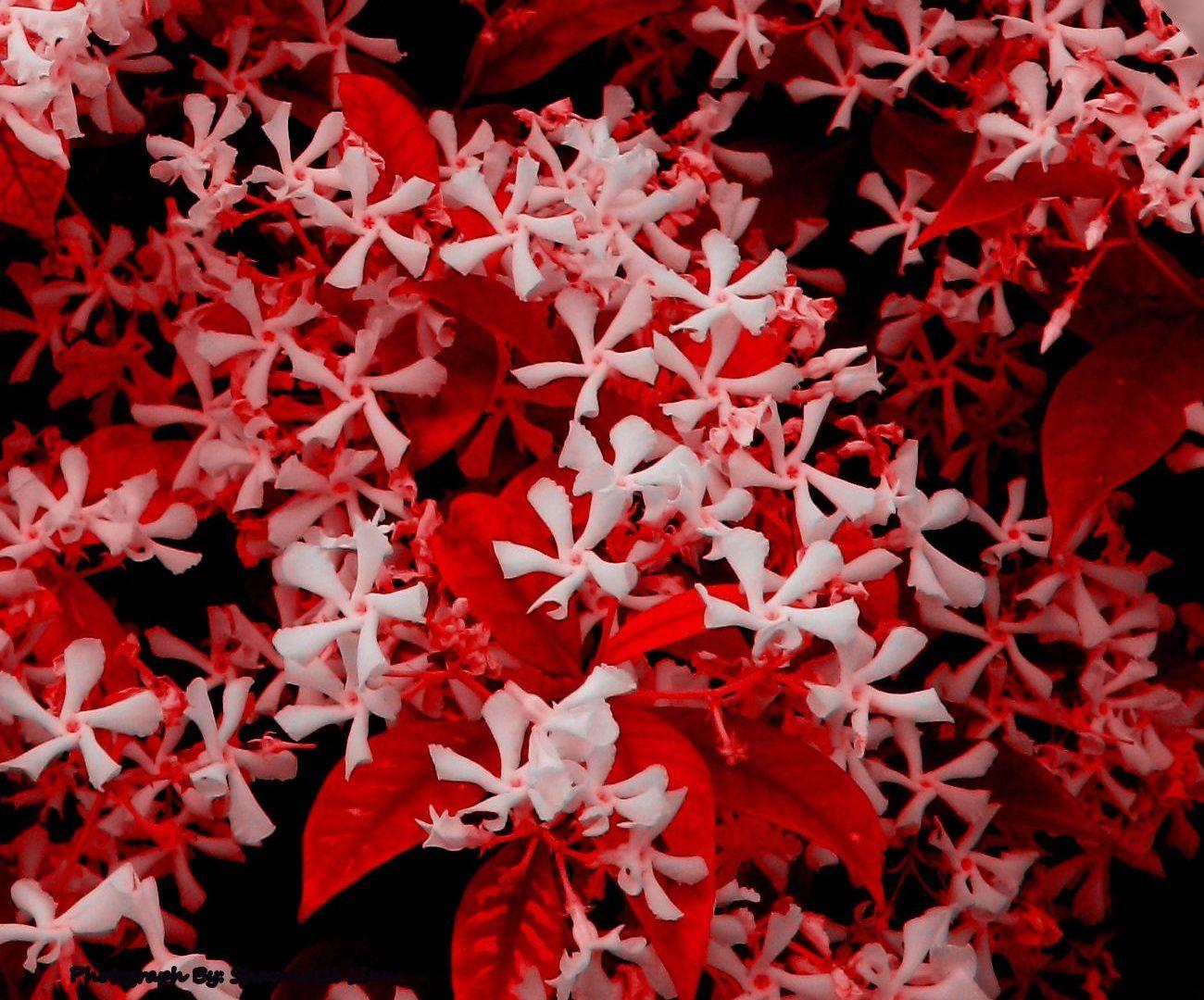 1300x1080 Day Leaves Flowers Red White Memorial Vintage Flower Wallpaper