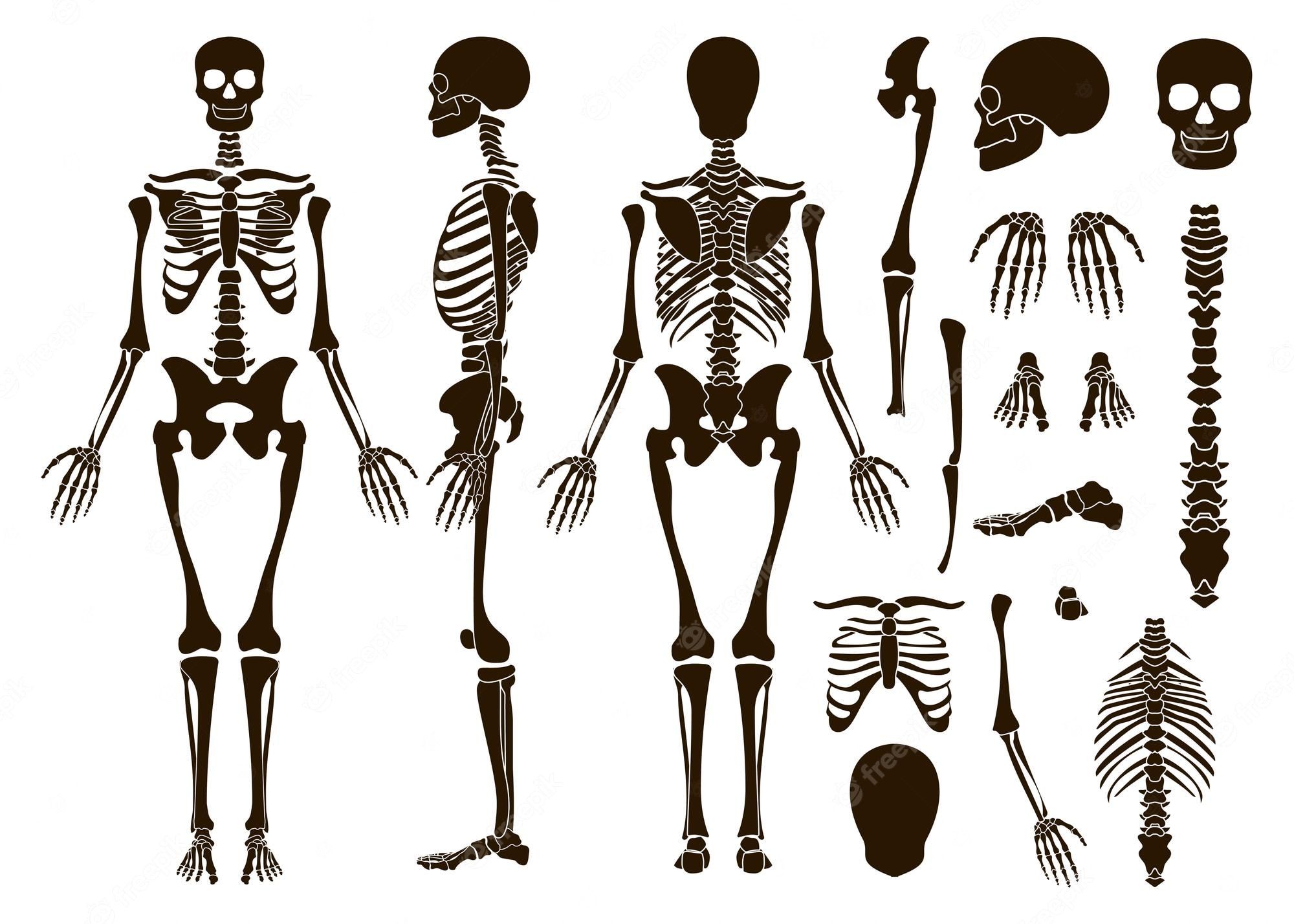 Skeletal System Wallpapers - Top Free Skeletal System Backgrounds ...