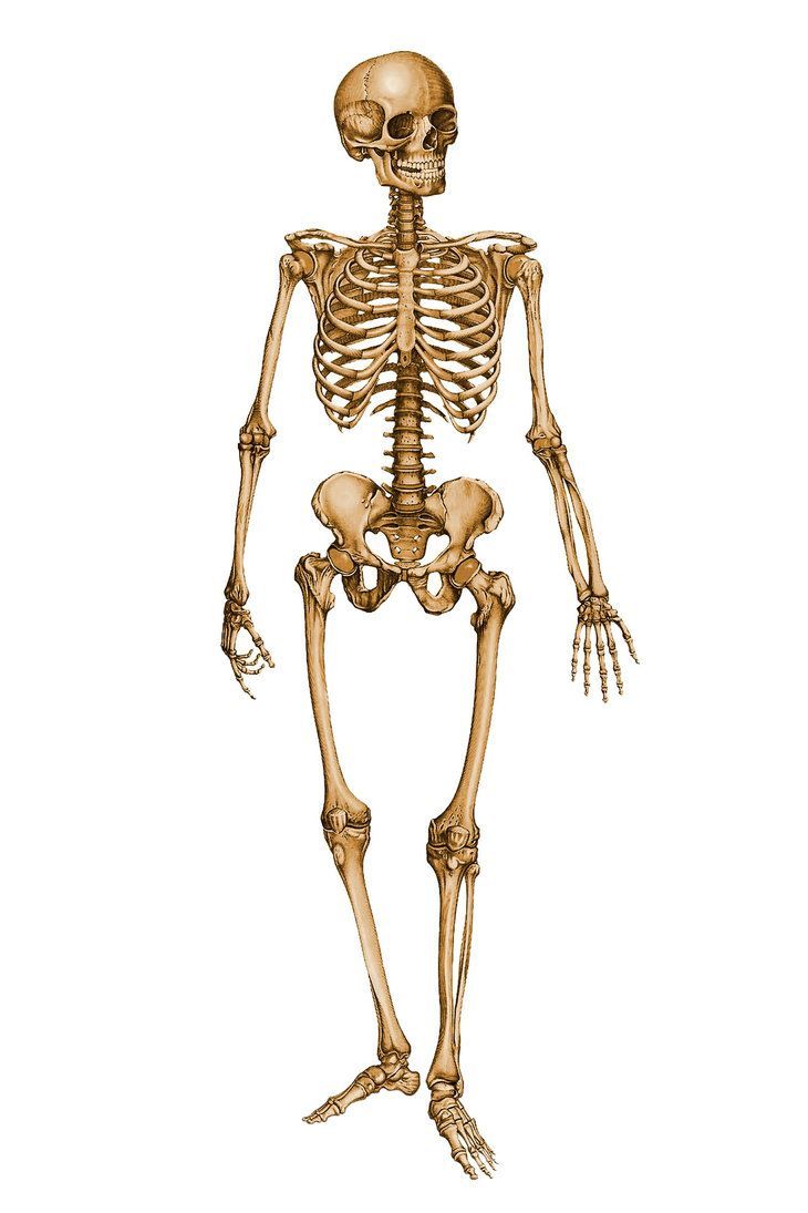 730x1095 Human Skeleton 12029879. Human skeleton, Human skeleton image, Picture of human skeleton