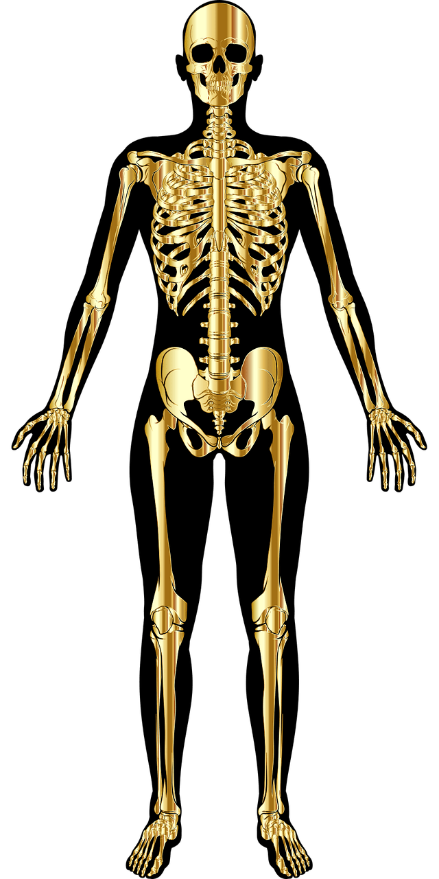640x1280 Free Skeletal & Skeleton Image