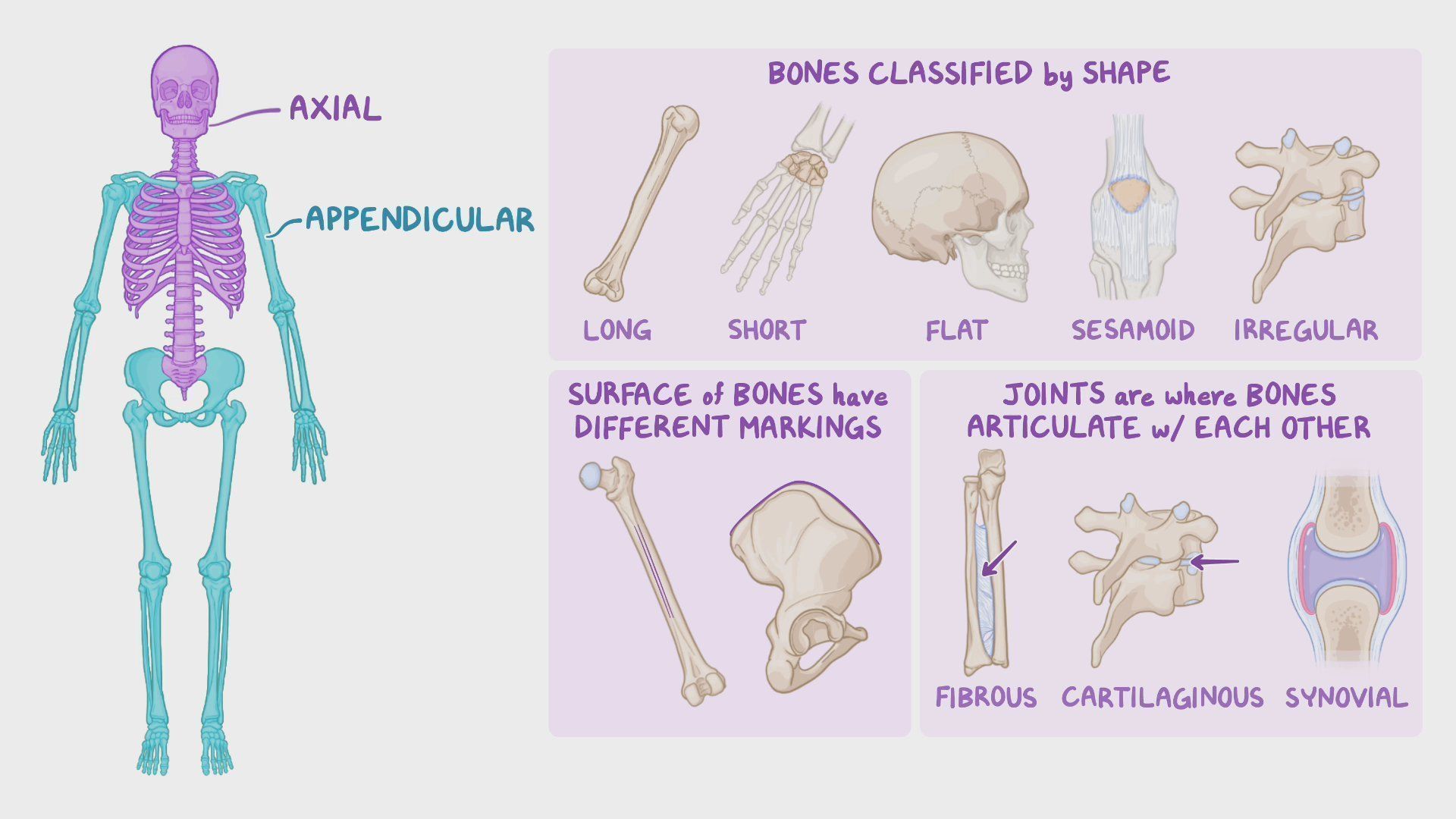 1920x1080 Introduction to the skeletal system: Video & Anatomy