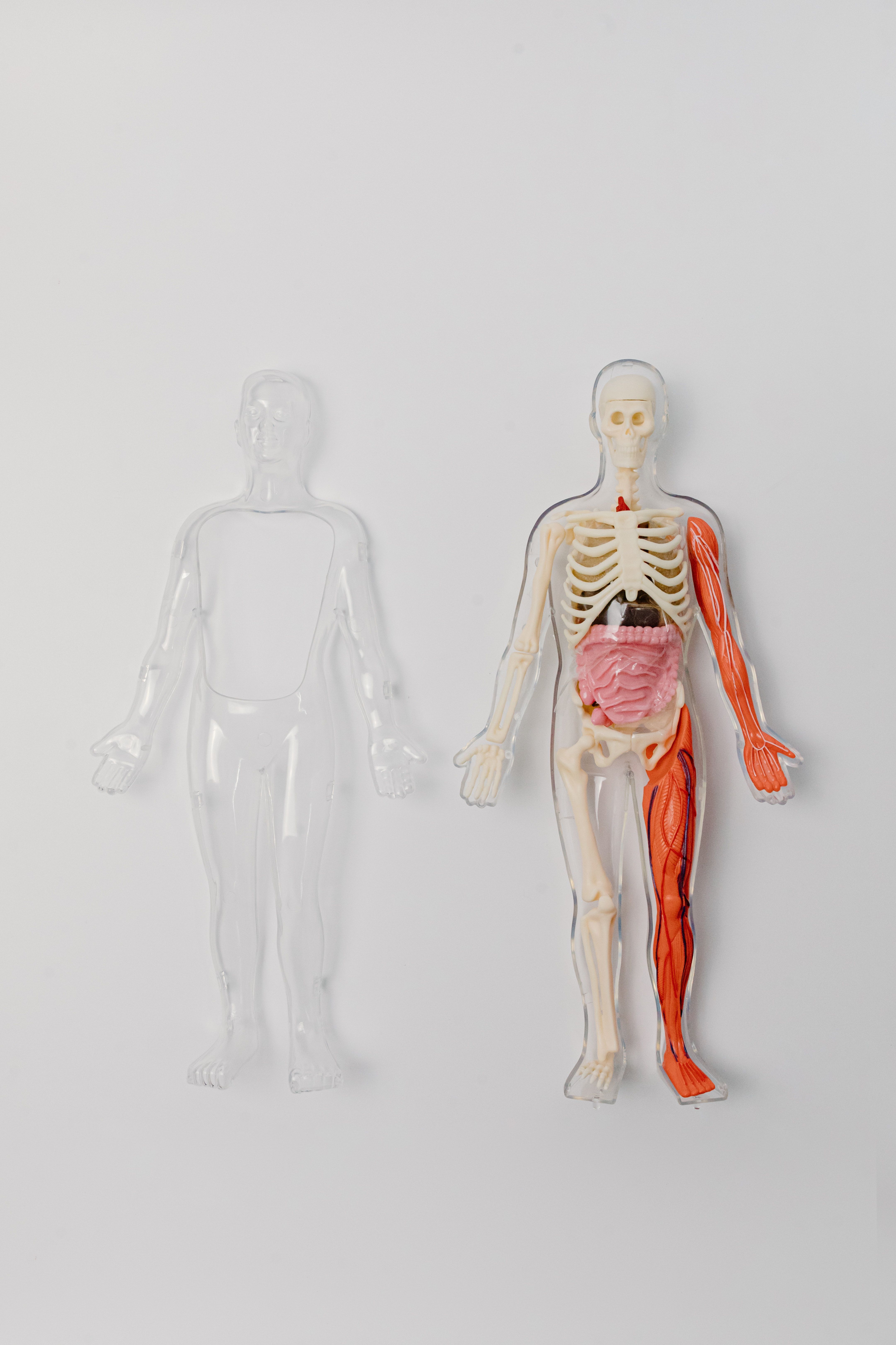4324x6486 Human Skeleton Photo, Download The BEST Free Human Skeleton & HD Image