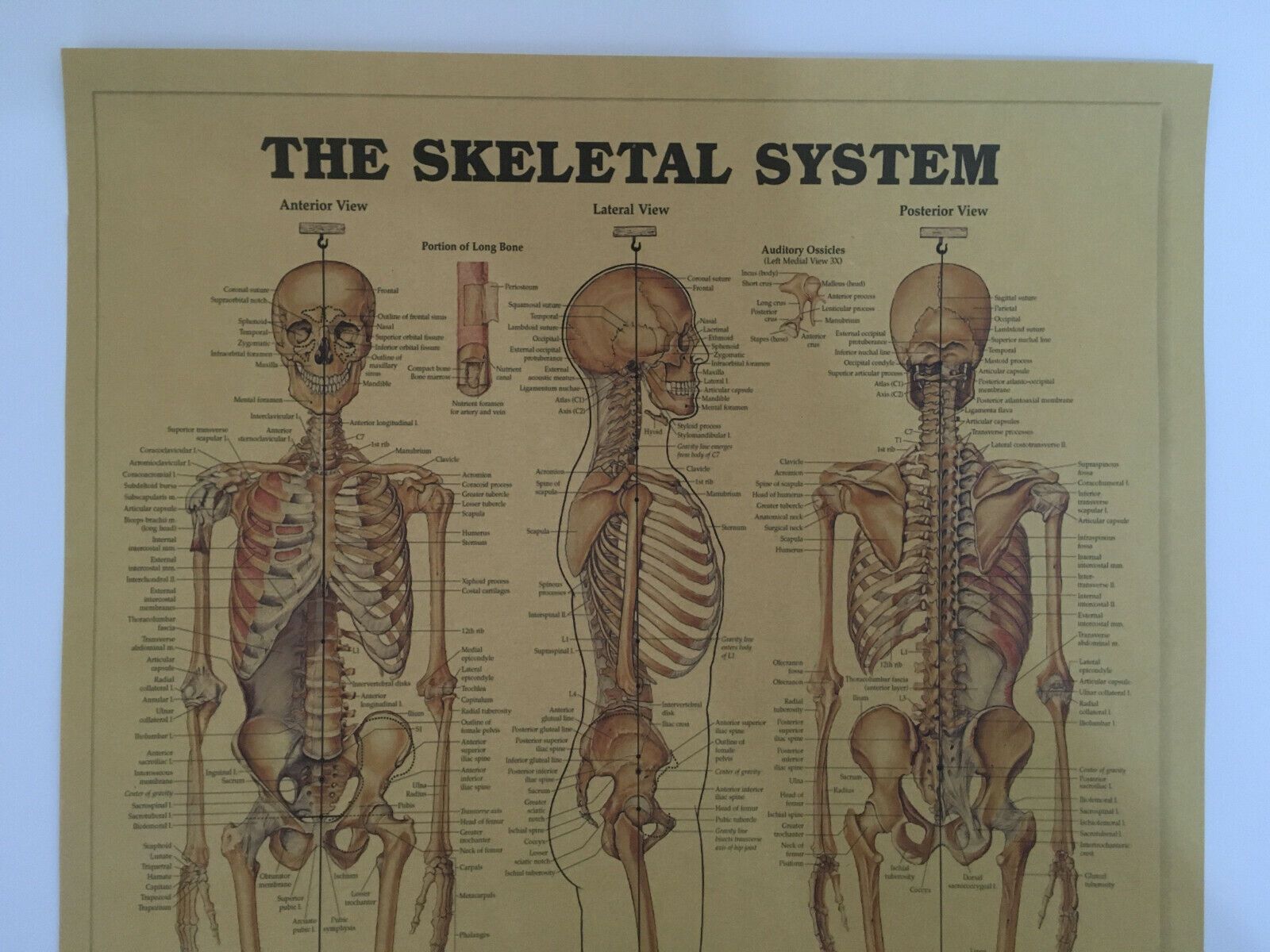 1600x1200 Human Skeleton Poster Print Anatomy Skeletal System Vintage Picture
