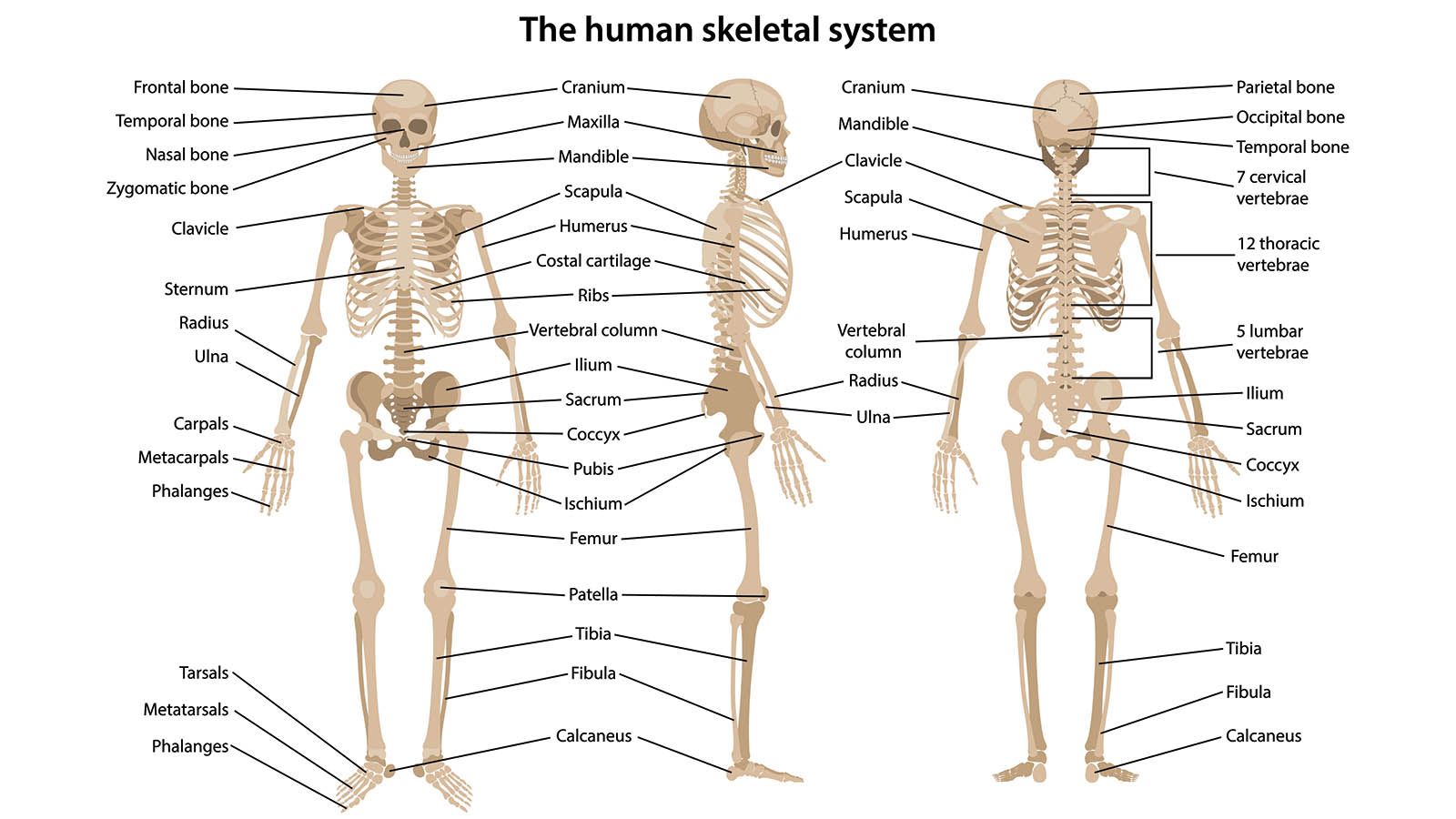 1600x900 How Bones Work
