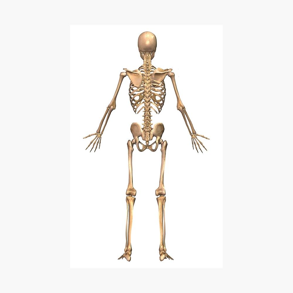 1000x1000 Human skeletal system, back view. Poster