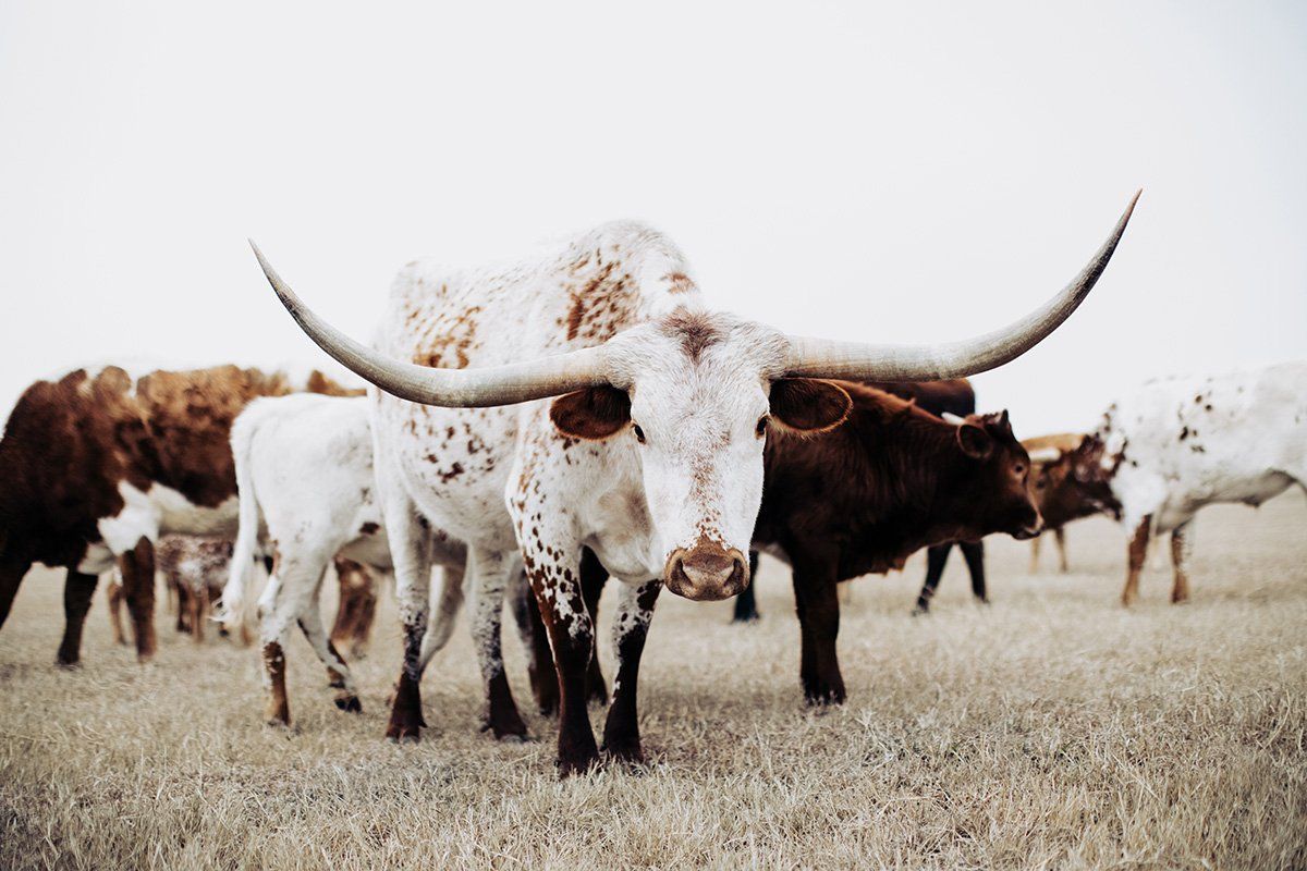 1200x800 Share longhorn western aesthetic wallpaper laptop latest