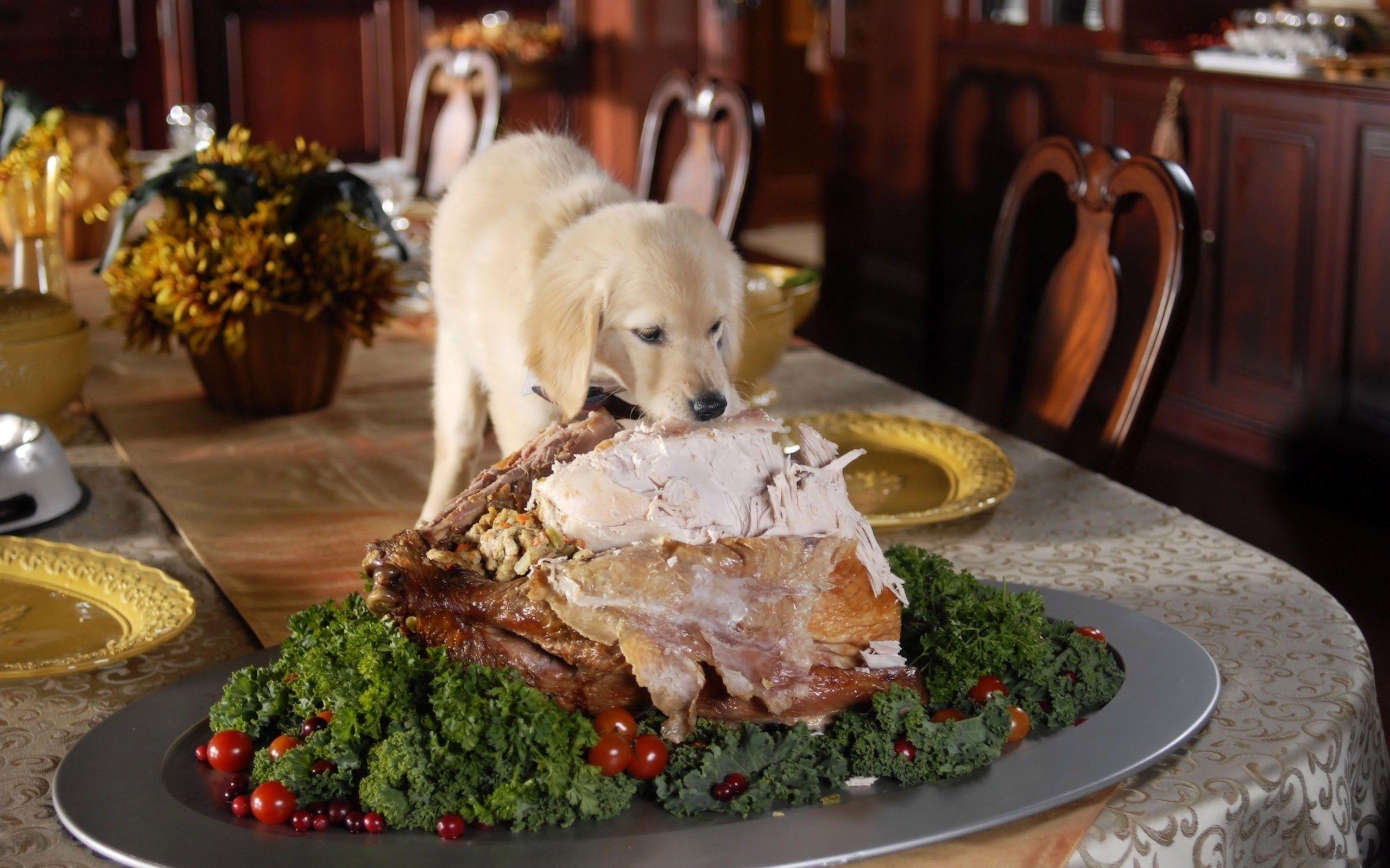 2560x1600 Even puppy eats turkey in Thanksgiving wallpaperx1600