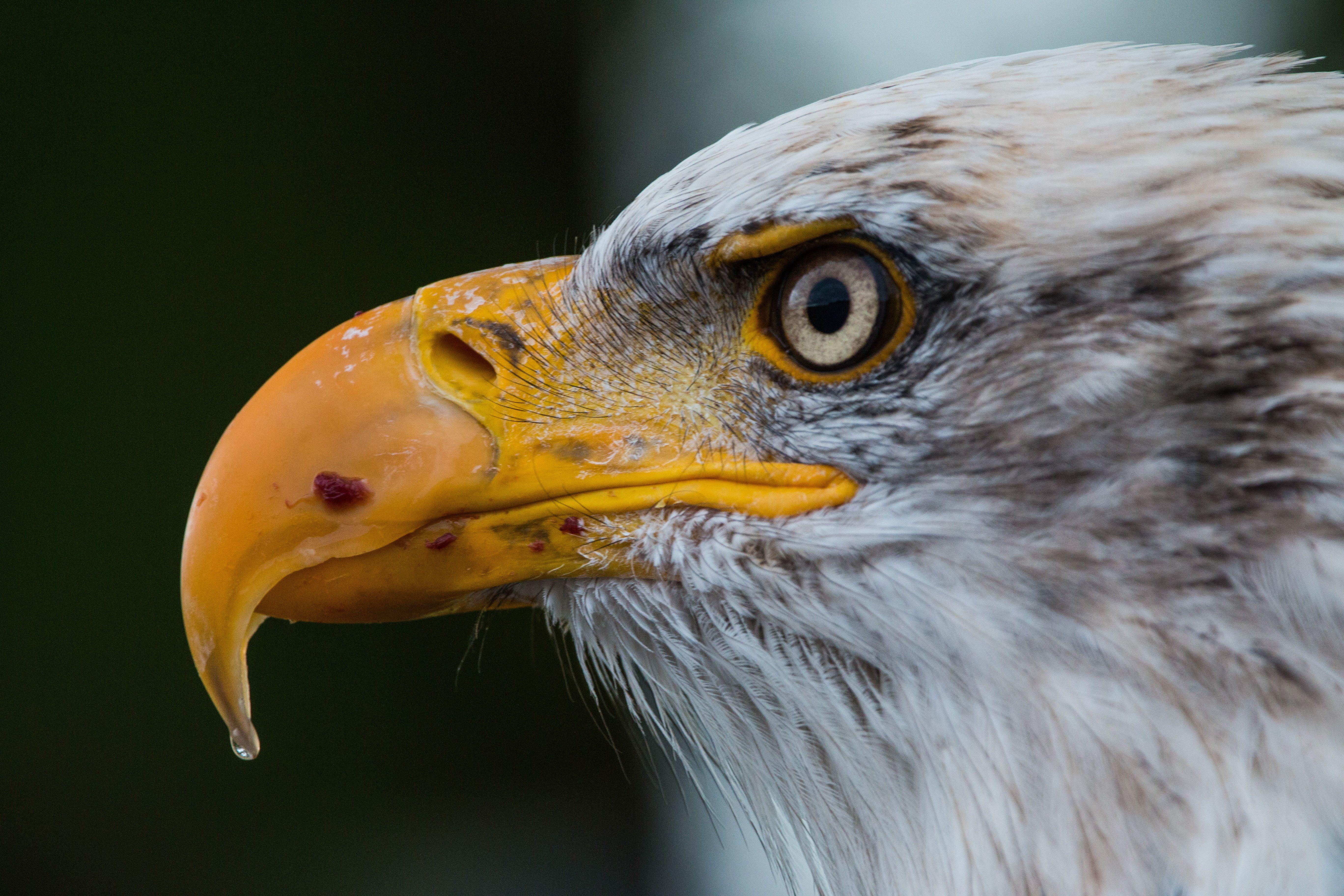 5472x3648 Shallow photo of bald eagle HD wallpaper