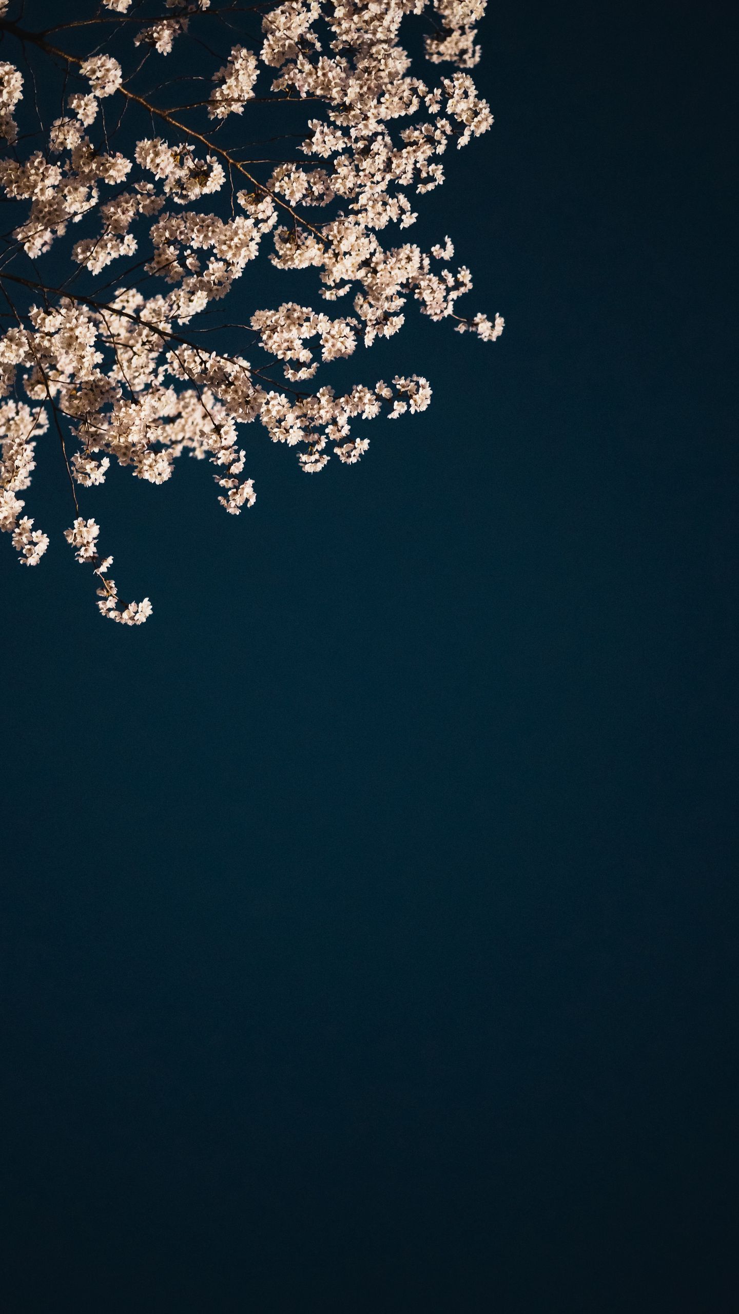 1440x2560 Download wallpaper 1440x2560 sakura, branches, flowers, minimalism, aesthetic qhd samsung galaxy s s edge, note, lg g4 HD background