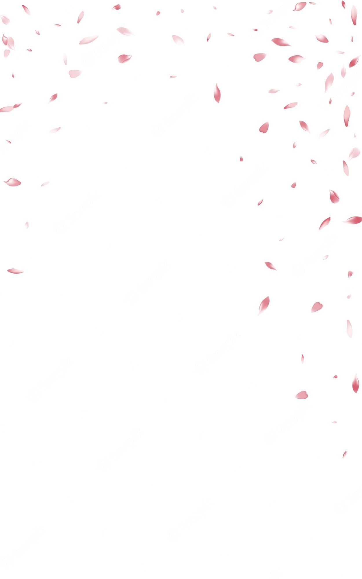 1250x2000 Premium Vector. Pink sakura japan vector white background. blur blossom frame. delicate flower fly wallpaper. beautiful cherry tender cover