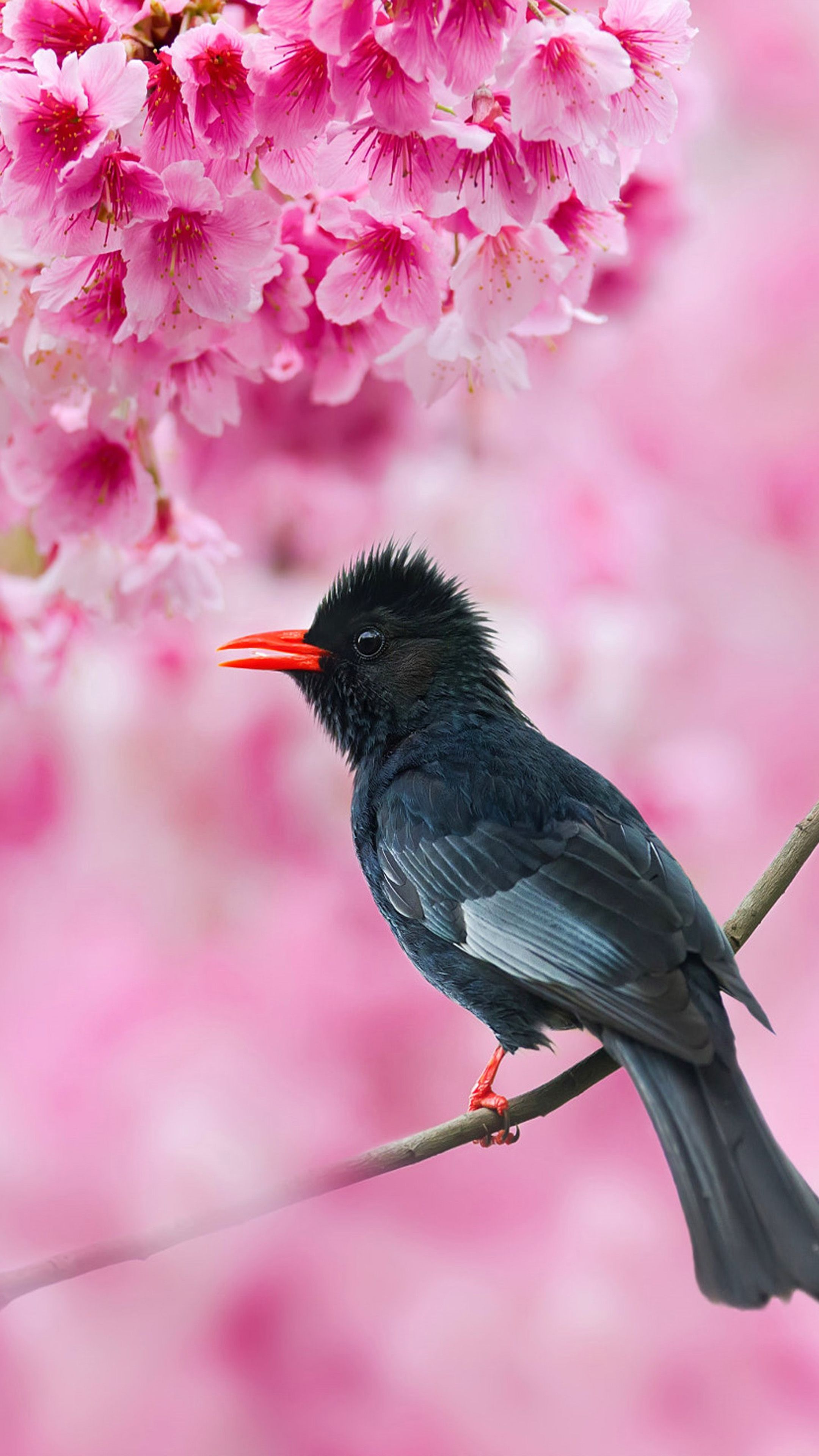 2160x3840 Black Bulbul Sakura Tree Pink Flowers