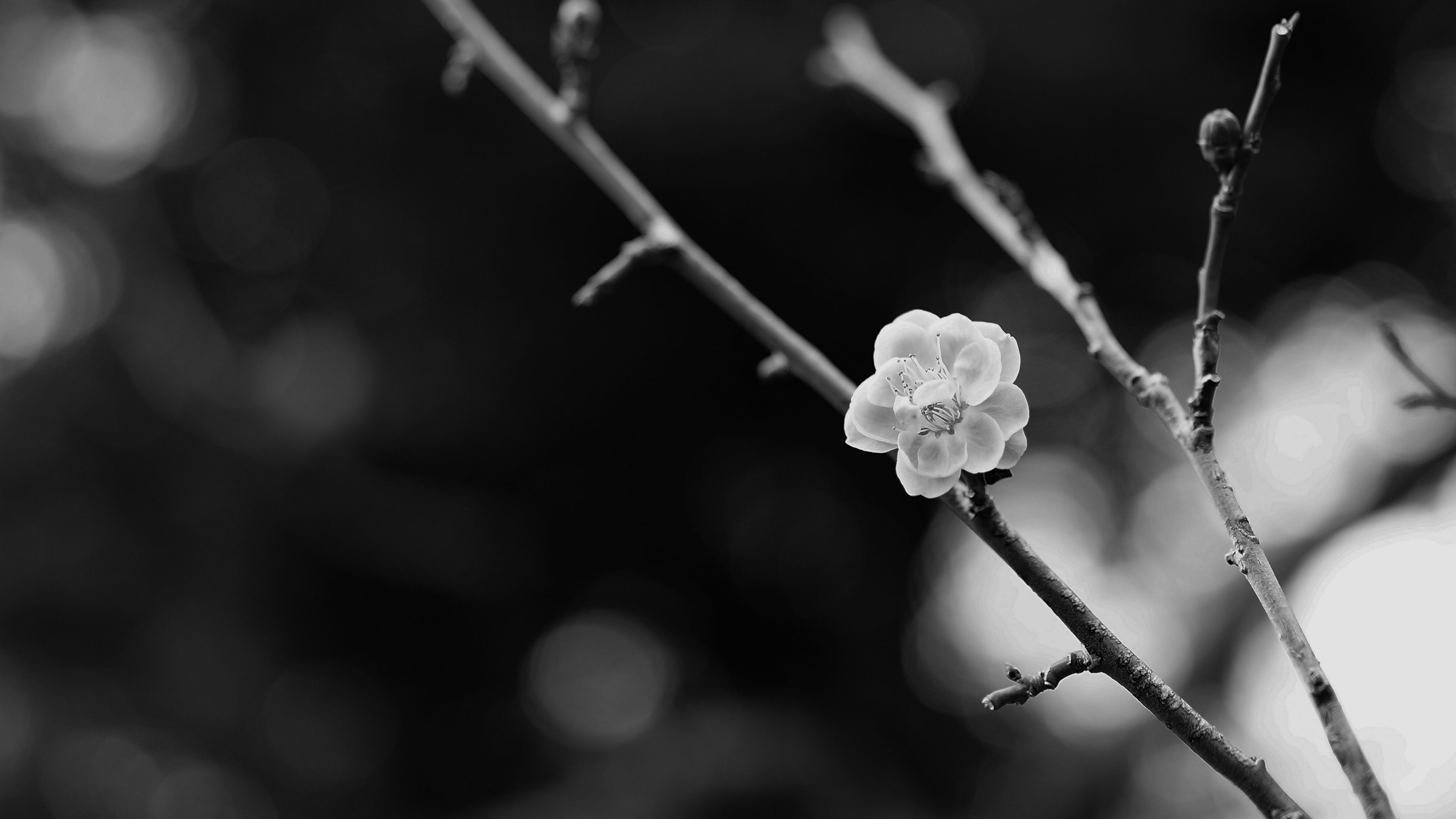 3840x2160 Wallpaper / sakura, flower, bw, branch, blur, 4k free download