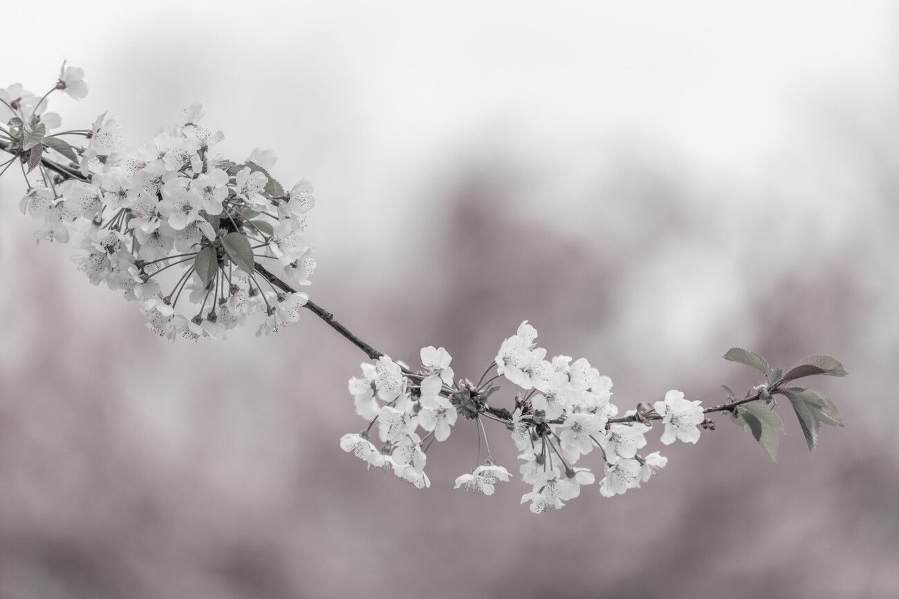 1300x867 Delicate Cherry Blossoms Close Up Wall