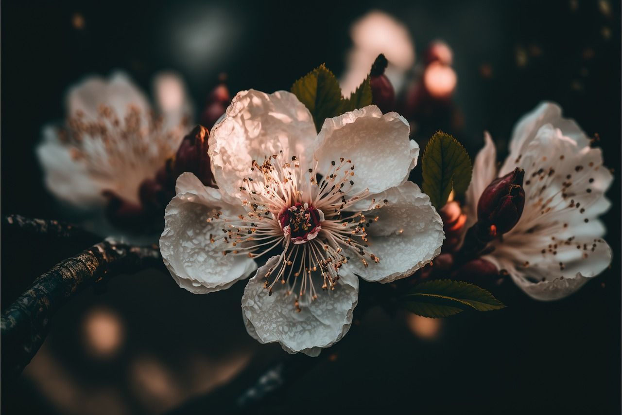1280x853 Flower Cherry Blossom Sakura