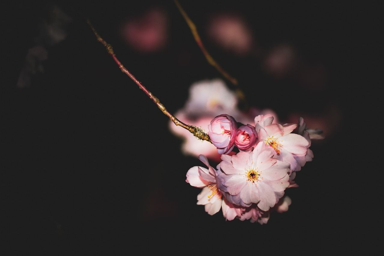1280x853 Cherry Blossoms Sakura