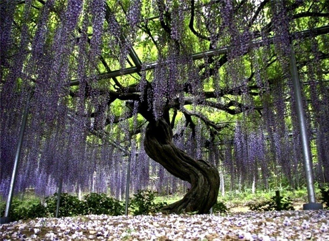 1109x812 Forest: Flowering Waterfall Beautiful Japanese Tree Green Purple