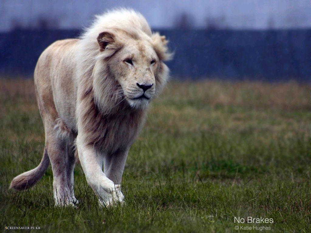 1024x768 Full HD White Lion Wallpaper
