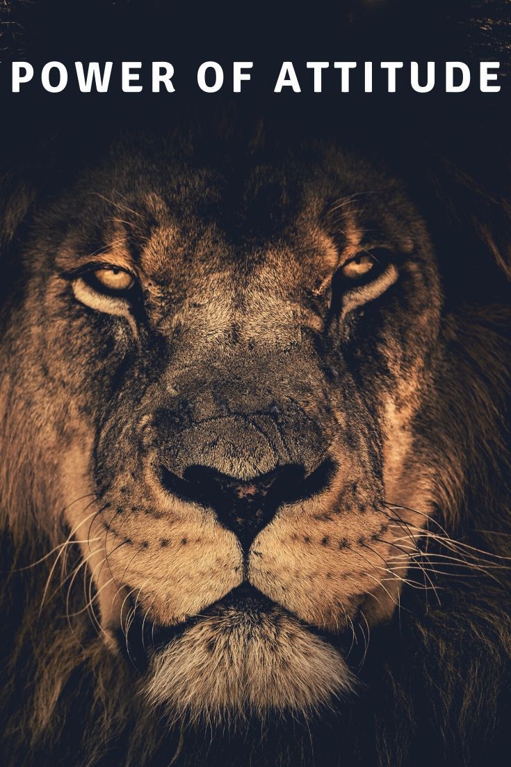 735x1102 Power Of Attitude. Lion picture, Lion image, Animal wallpaper