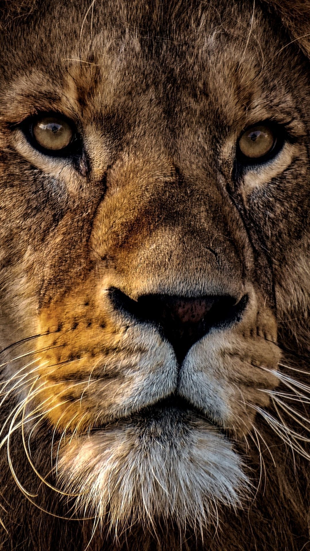 1080x1920 Lion Wallpaper, HD Lion Background, Free Image Download