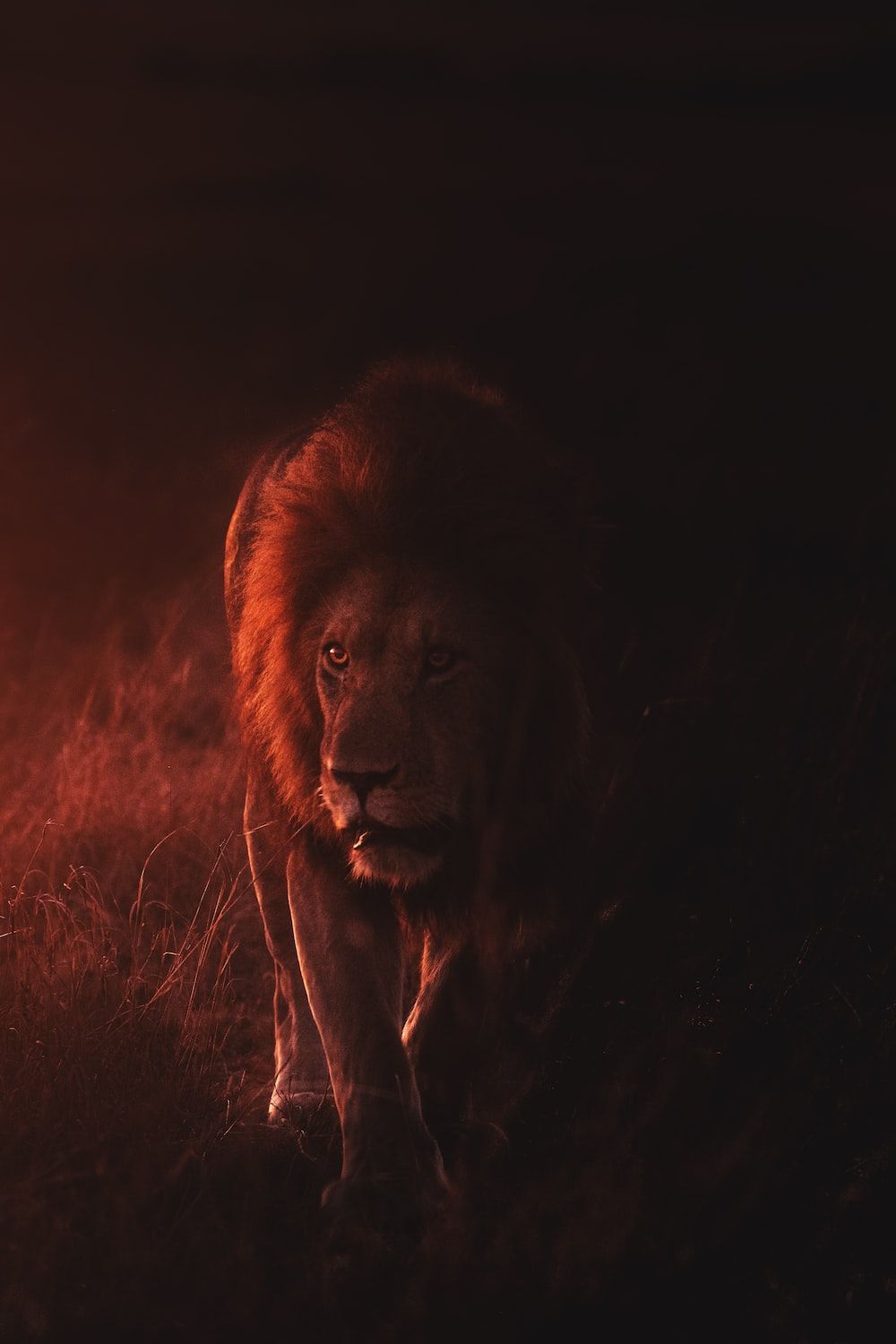 1000x1500 Lion Wallpaper: Free HD Download [HQ]