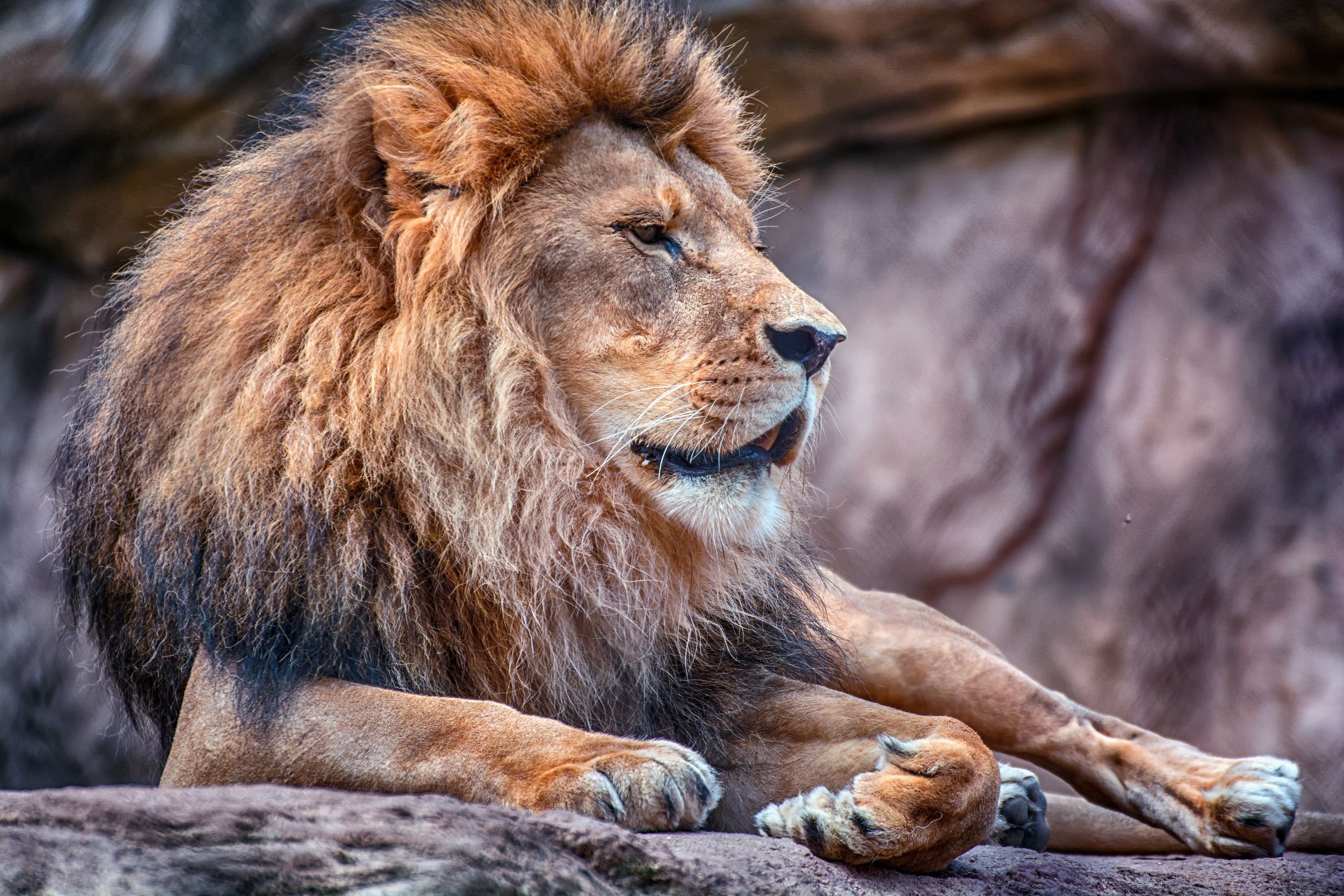 3000x2000 Animal Lion HD Wallpaper