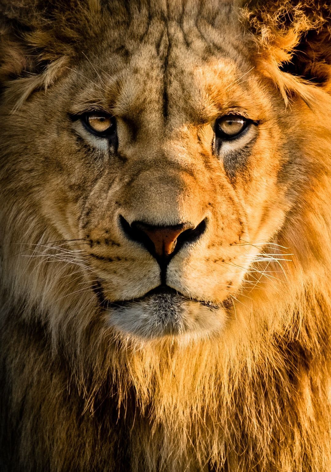 1080x1539 Lion Cool Wallpaper