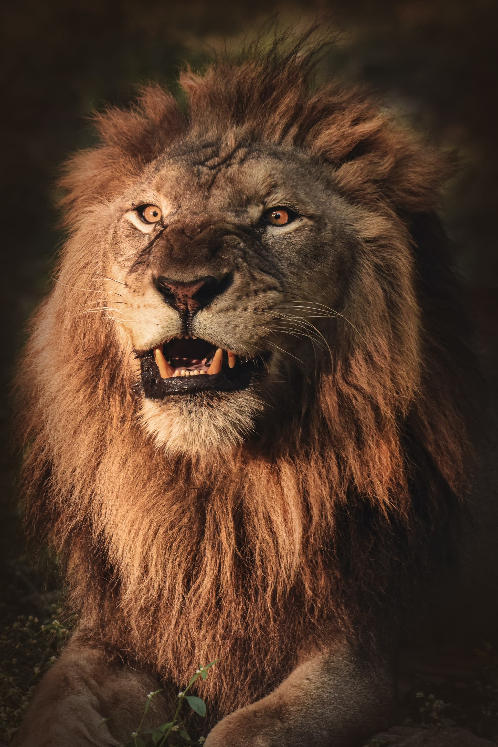 1945x2916 The Lion: Unleashing the Power of Attitude