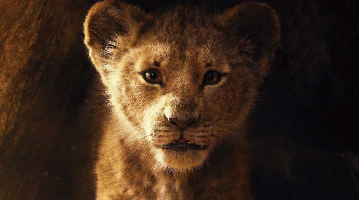 1200x670 HD 4K lion Desktop Wallpaper