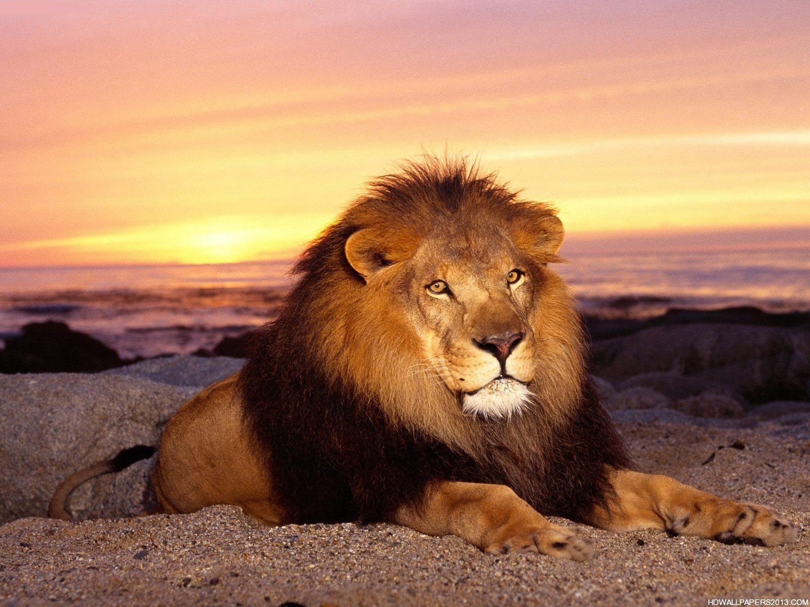 1600x1200 Free download Lion King Wallpaper HD Wallpaper Lion King Wallpaper HD [1600x1200] for your Desktop, Mobile & Tablet. Explore Wallpaper King. Monkey King Wallpaper, Wallpaper King, Taken King Wallpaper