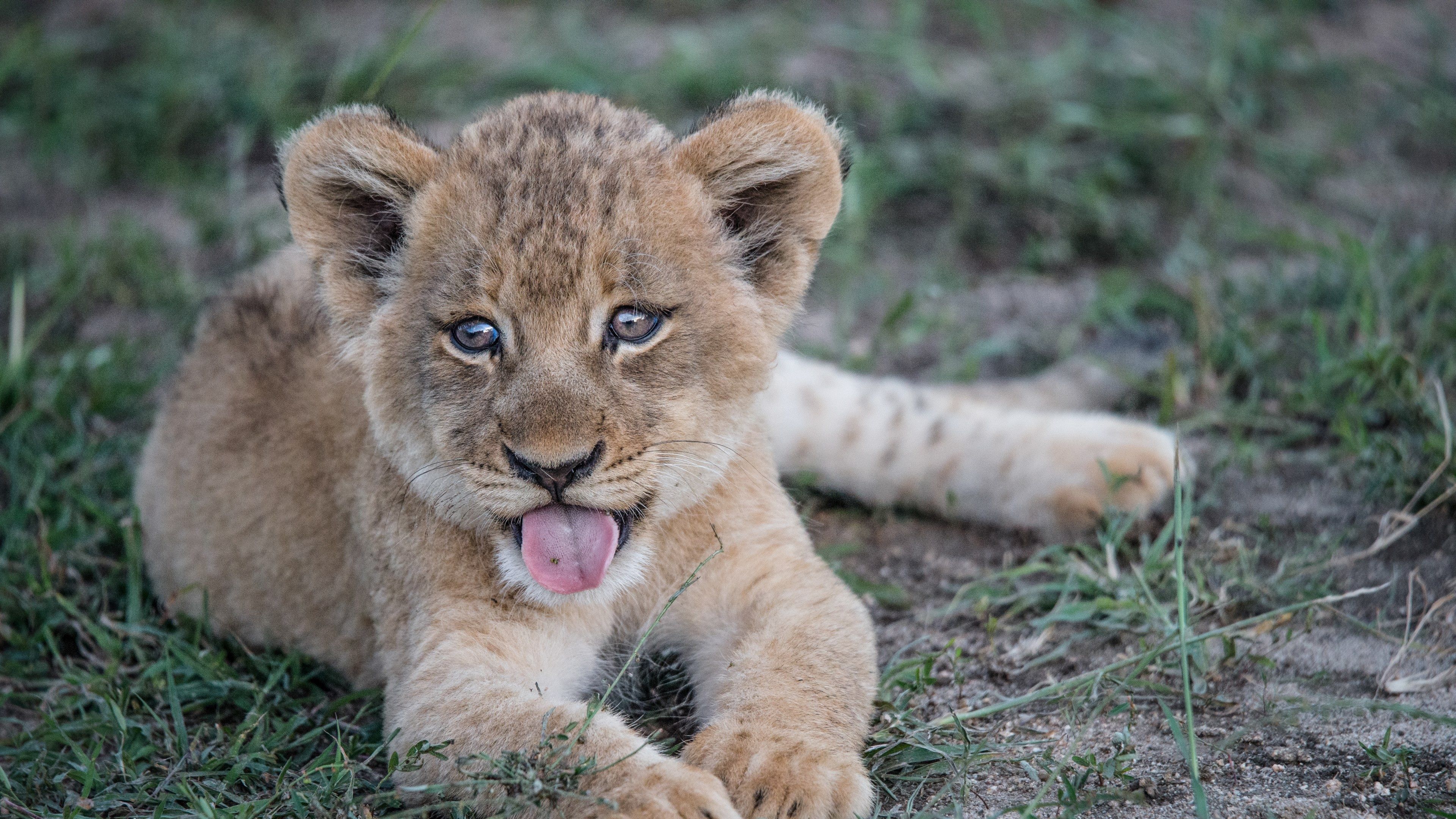 3840x2160 Wallpaper / a lion cub panting while lying in grass, lion cub with an attitude 4k wallpaper free download