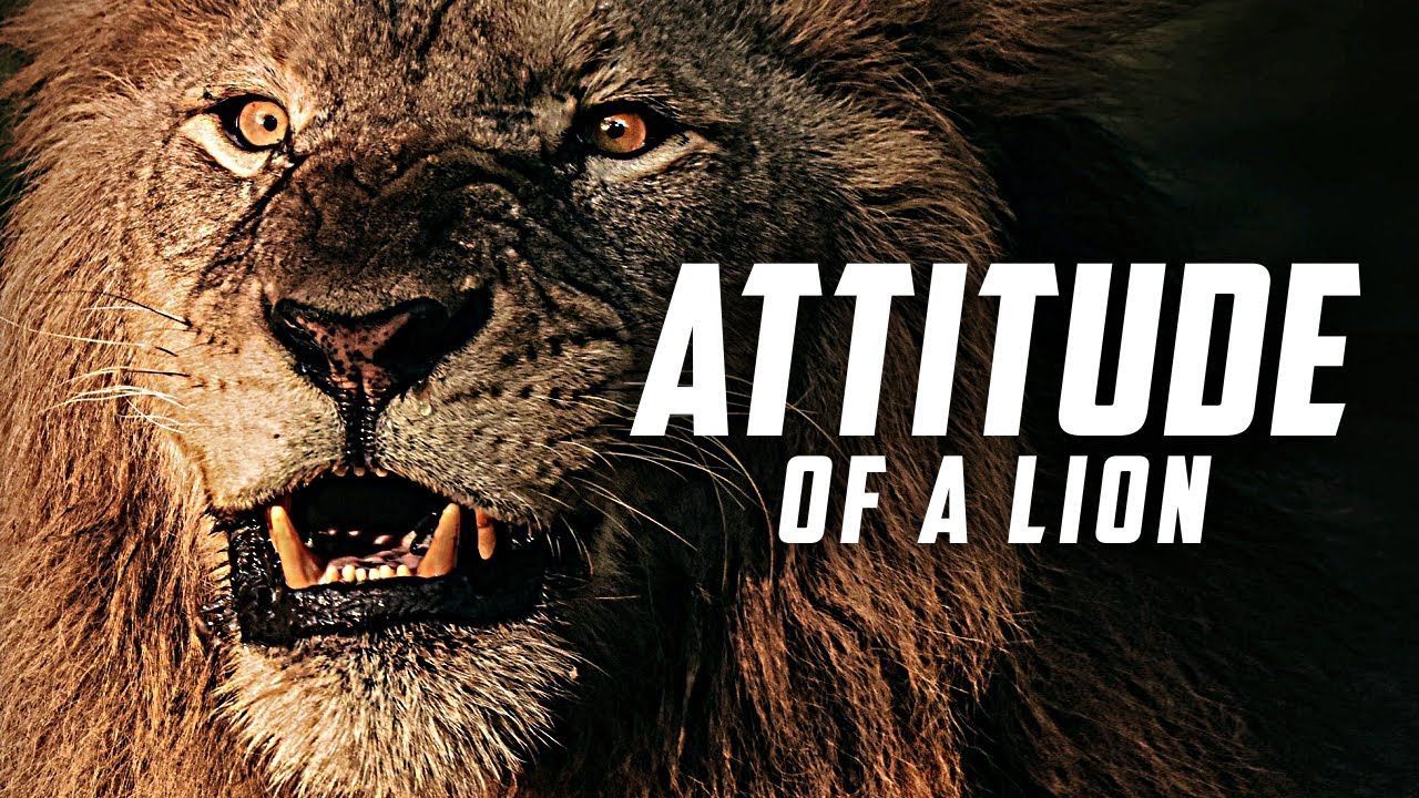 1280x720 Attitude of a Lion