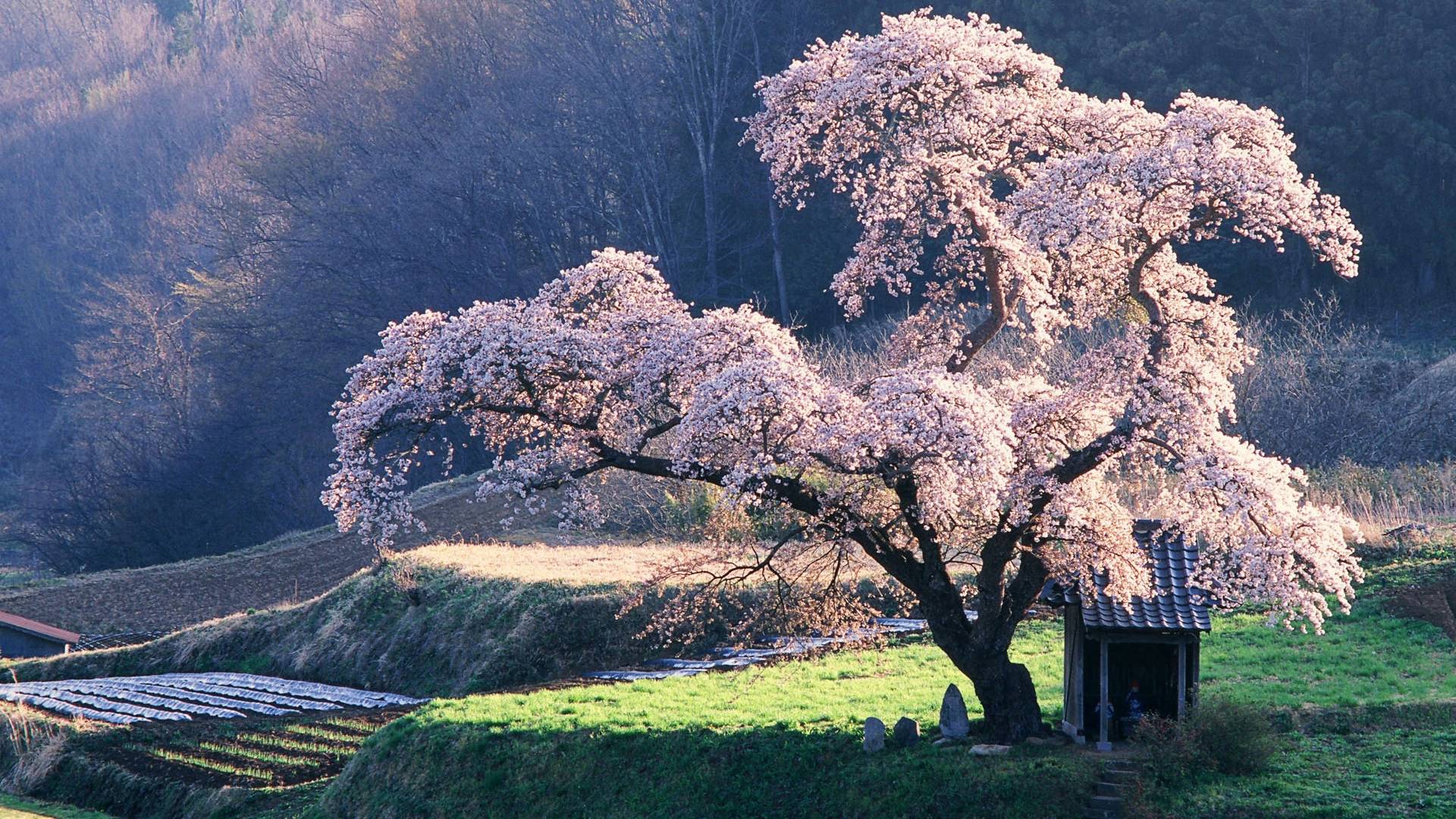 1920x1080 Wallpaper World: Trees HD Wallpaper