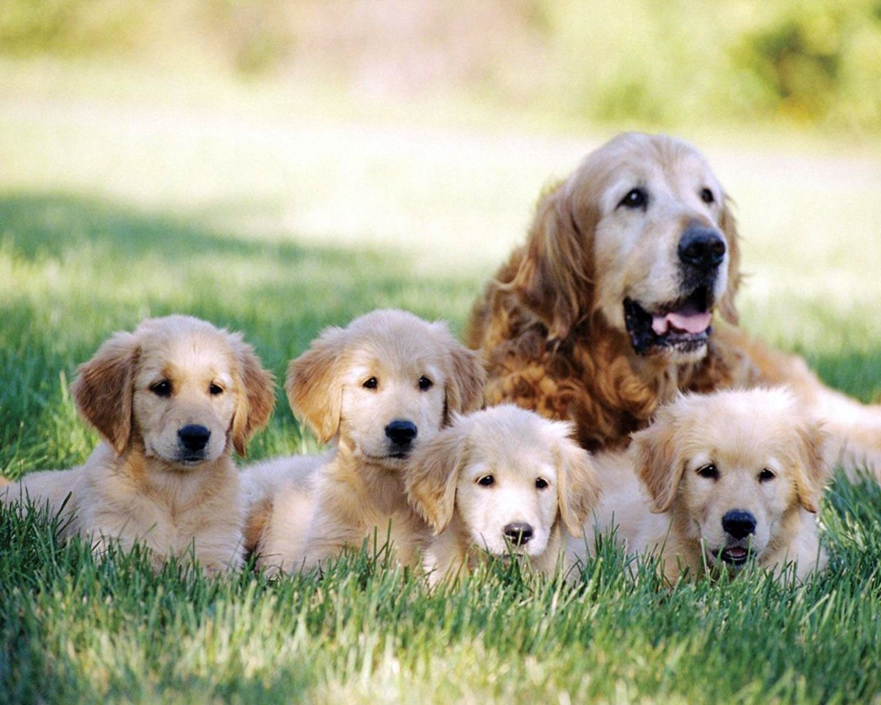 Dog Mom Wallpapers - Top Free Dog Mom Backgrounds - WallpaperAccess