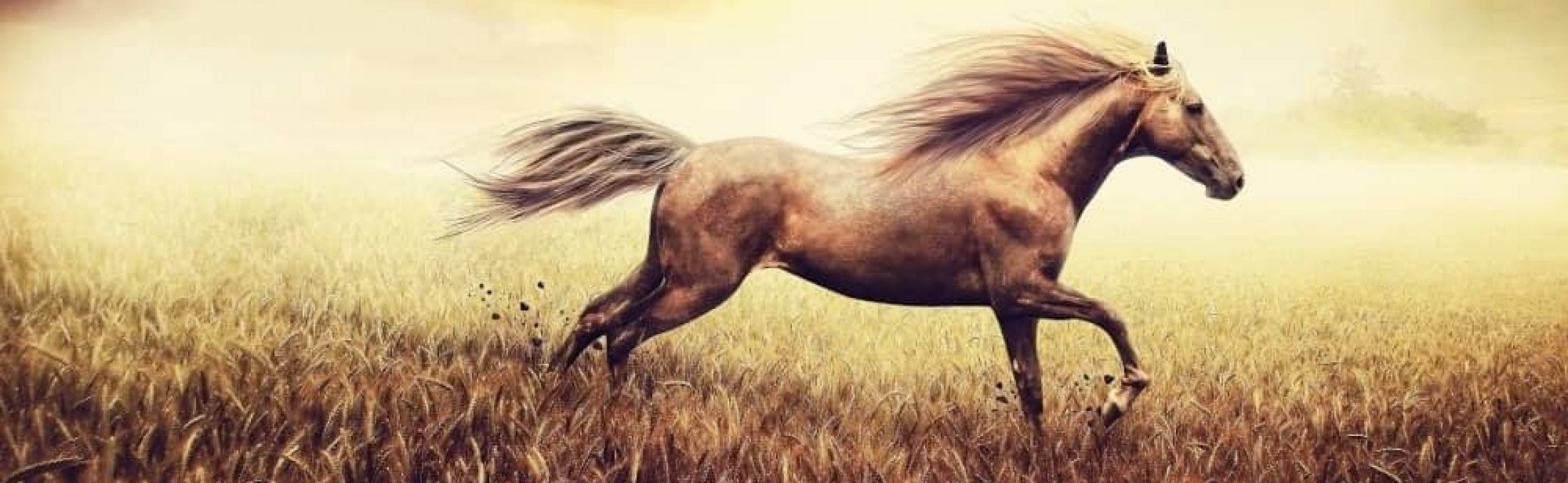 2200x677 Spirit Horse Antiquity to the Present Day