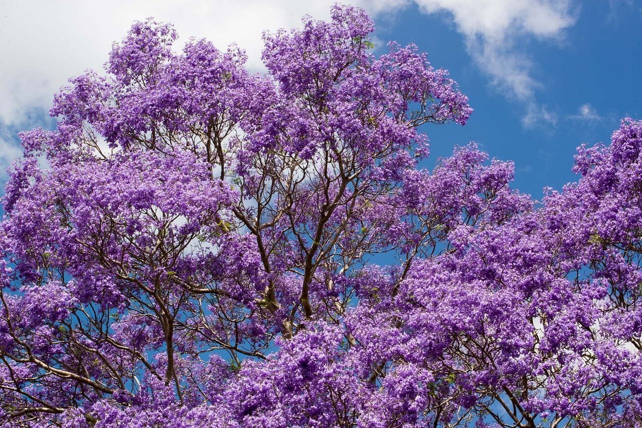 1280x854 Free Jacaranda & Nature Image