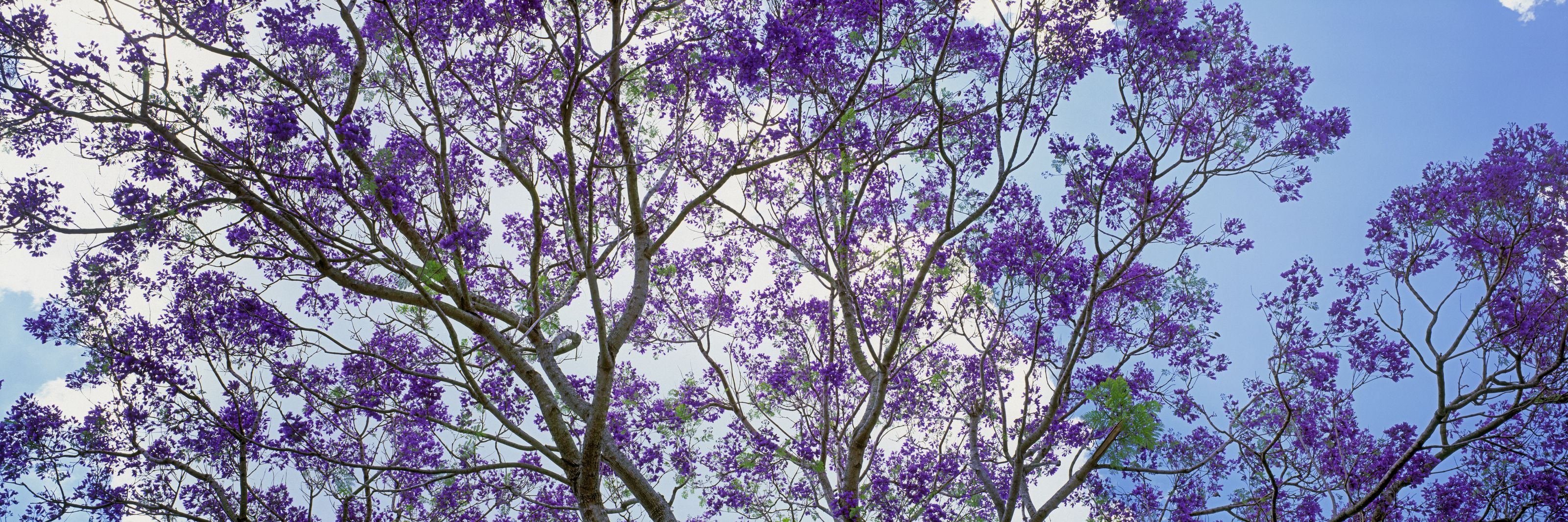 Jacaranda Wallpapers - Top Free Jacaranda Backgrounds - WallpaperAccess