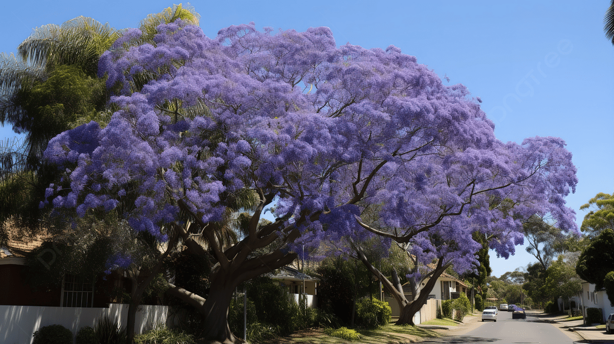 Jacaranda Wallpapers - Top Free Jacaranda Backgrounds - WallpaperAccess