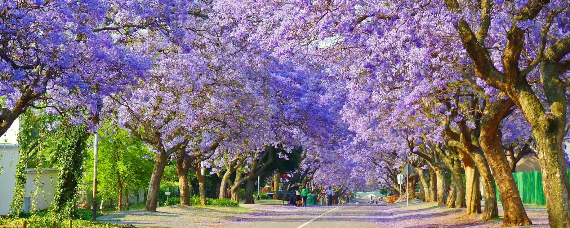 Jacaranda Wallpapers - Top Free Jacaranda Backgrounds - WallpaperAccess