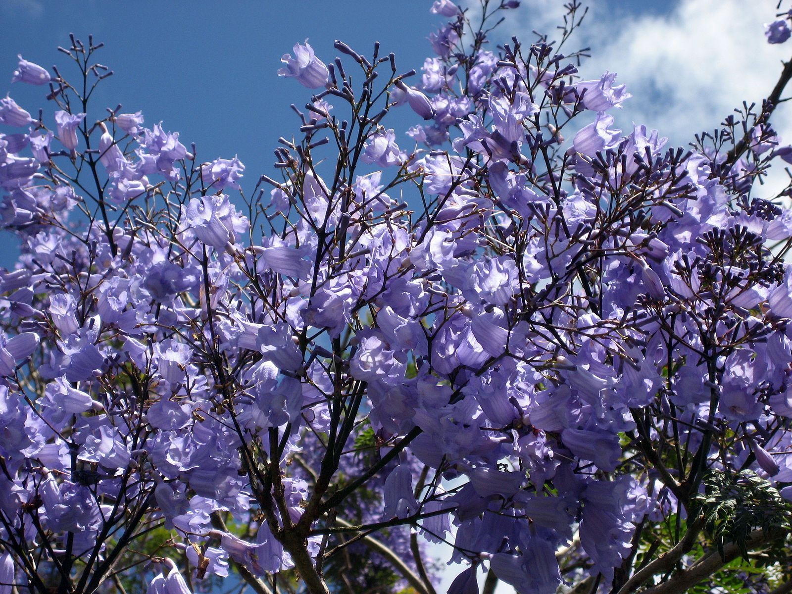 1600x1200 Blue Jacaranda