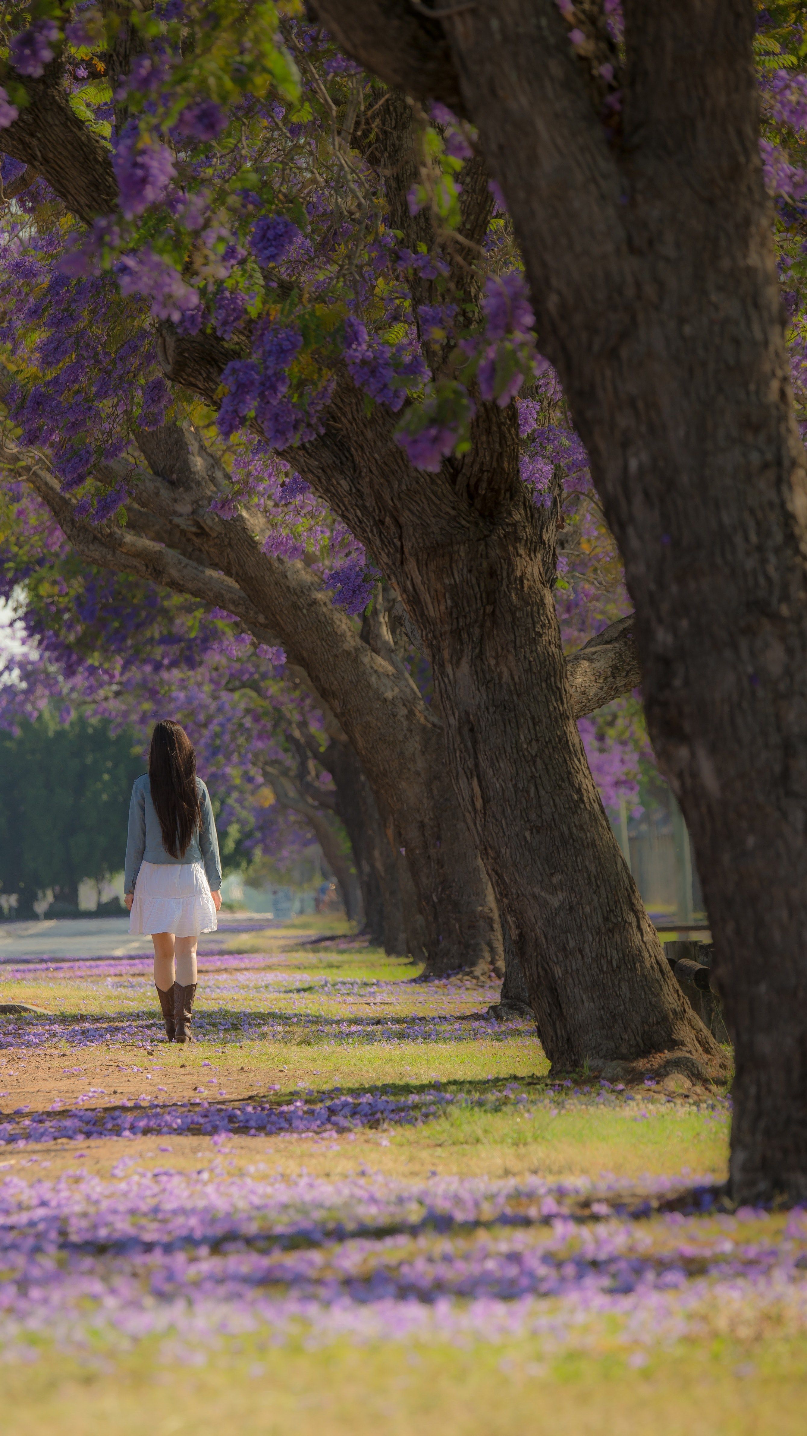 2678x4762 Wallpaper / jacaranda festival 4k wallpaper free download