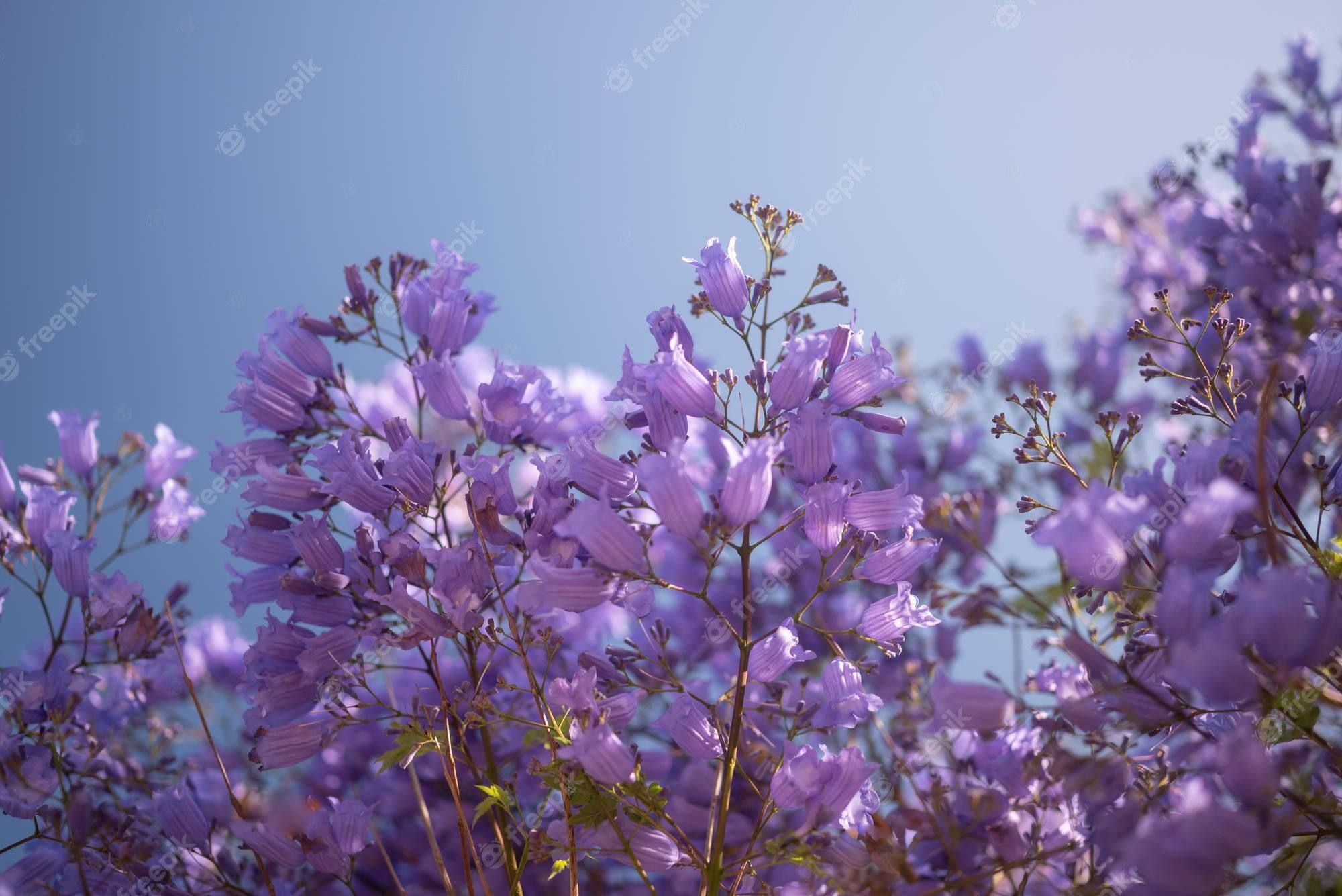 2000x1335 Jacaranda Picture