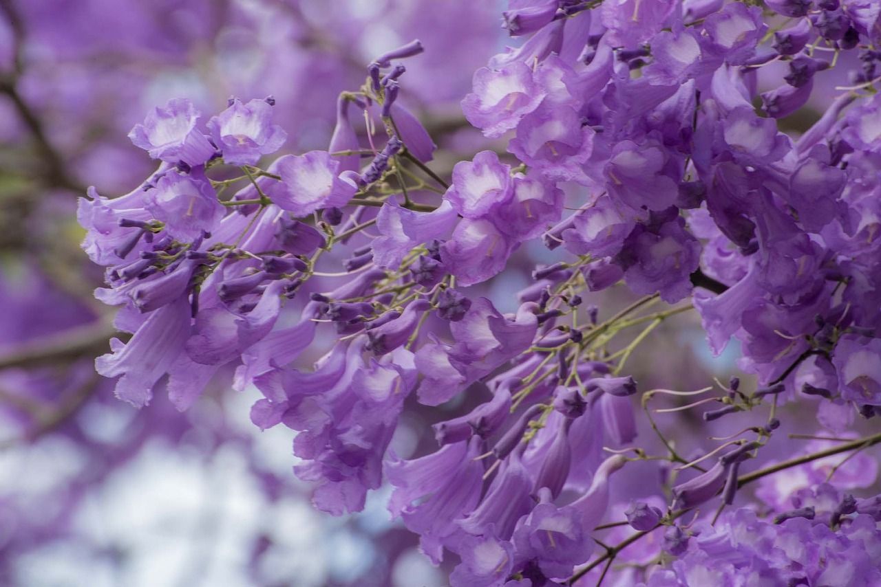 1280x854 Wildflower Jacaranda Flower