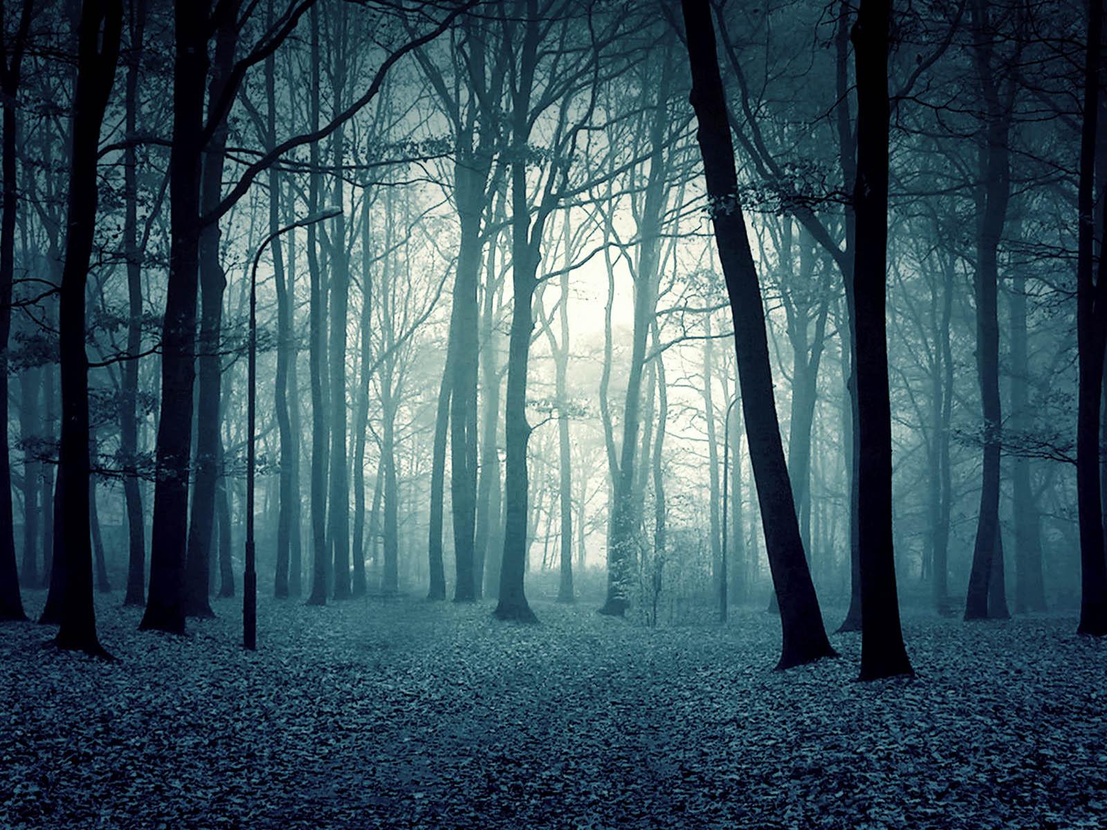 1600x1200 Scary Woods Wallpaper