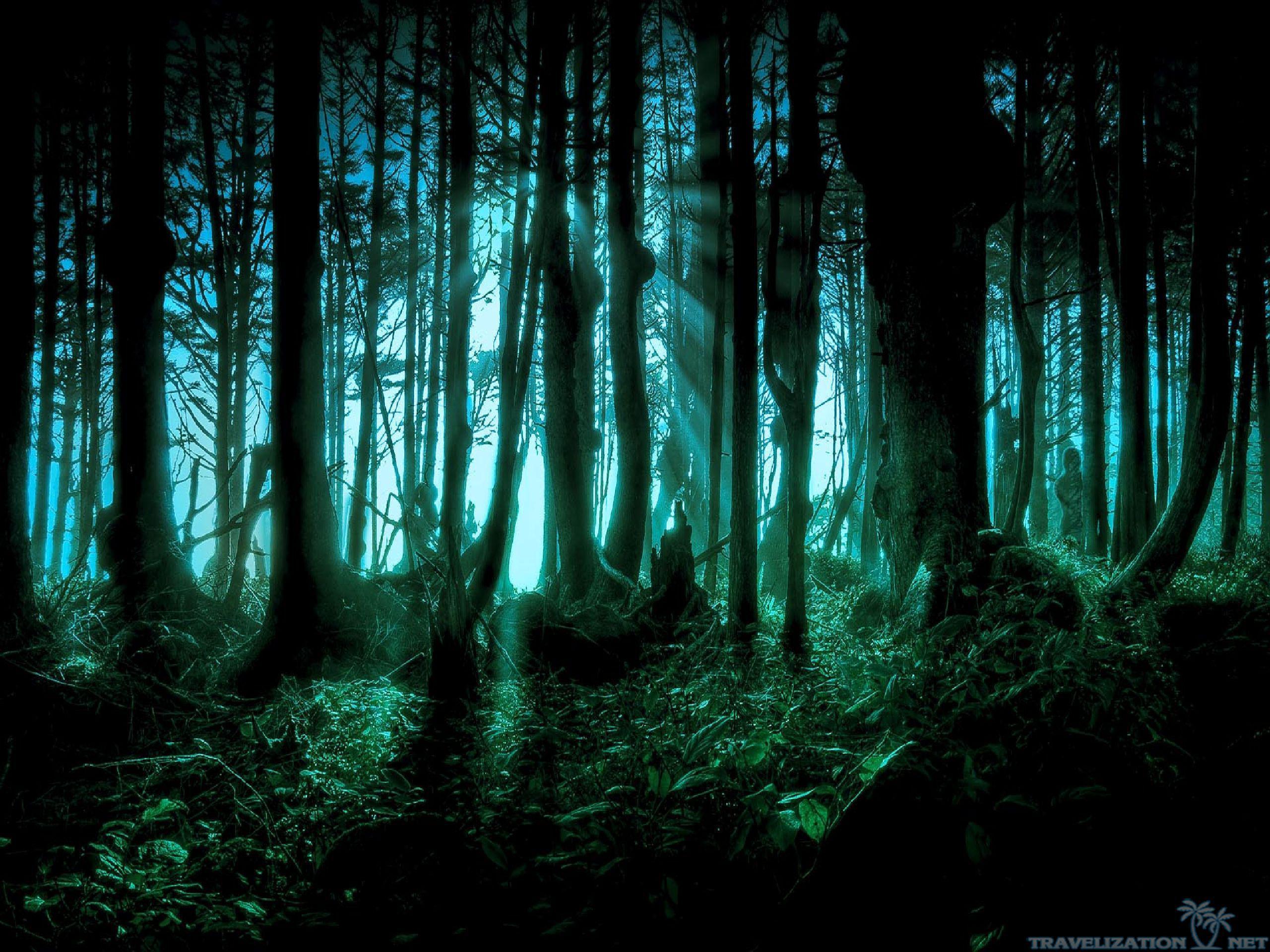 2560x1920 Spooky Forest Wallpaper