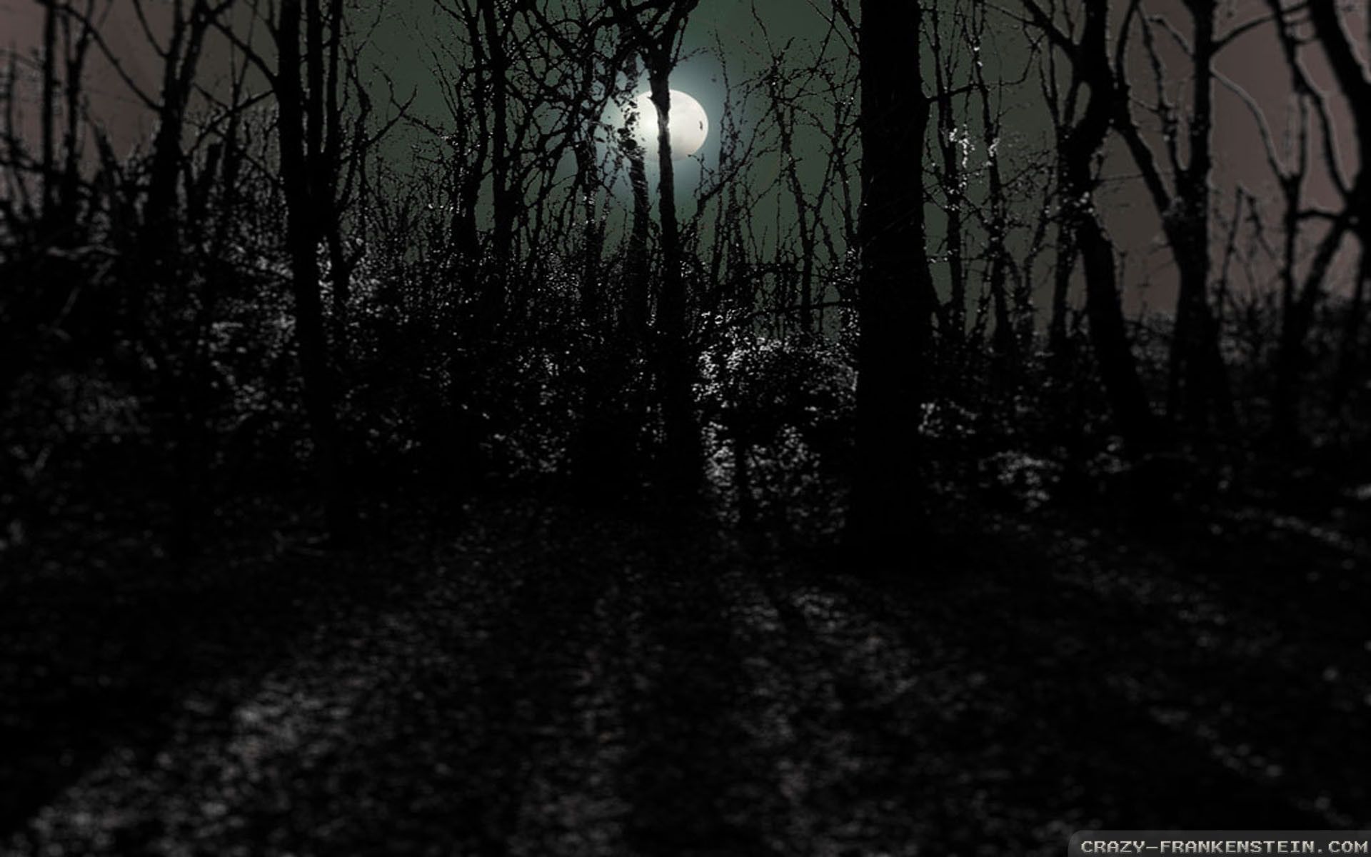 1920x1200 Scary Forest Wallpaper. Background. Photo. Image