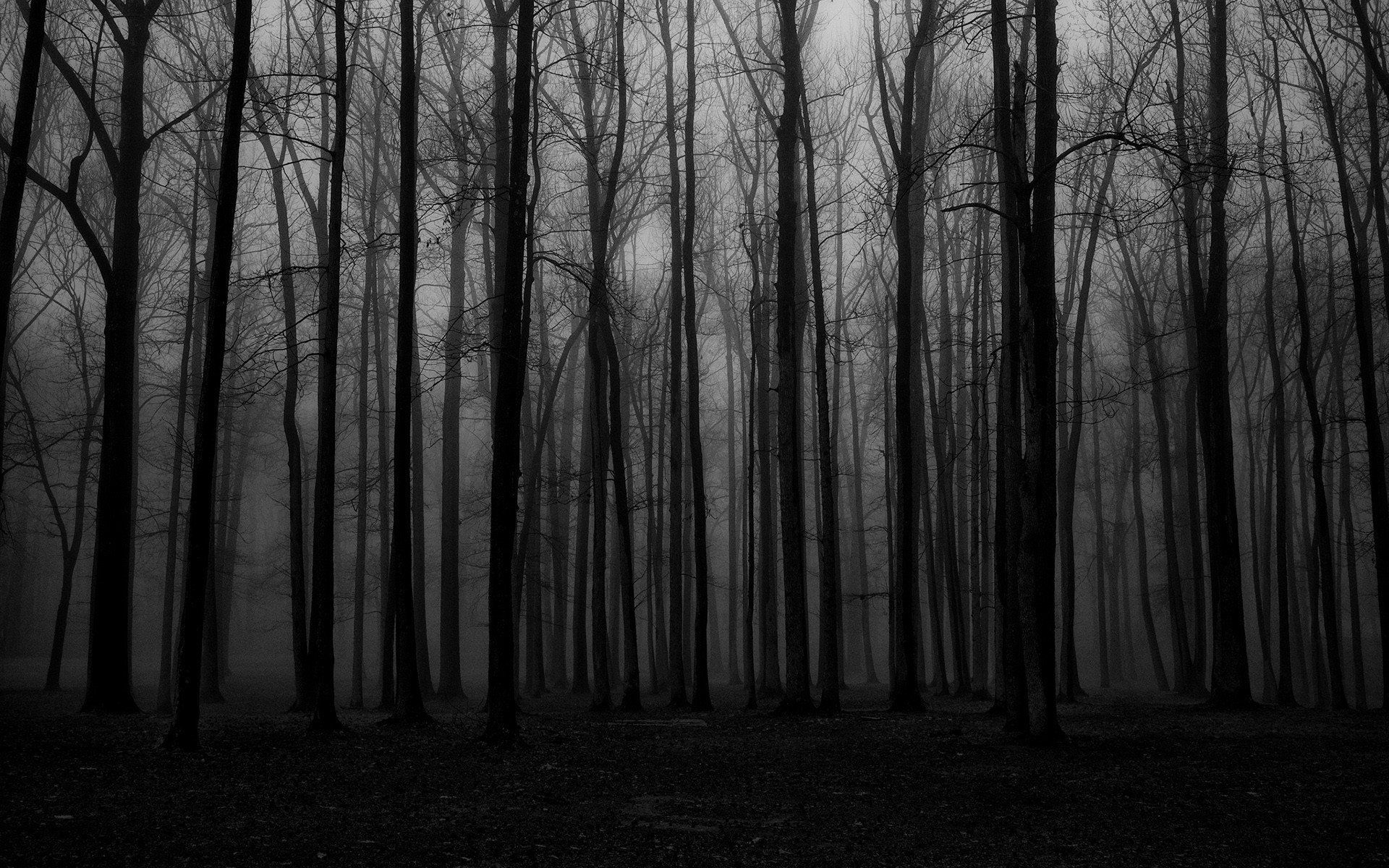1920x1200 forest, Mist, Spooky HD Wallpaper / Desktop and Mobile Image & Photo