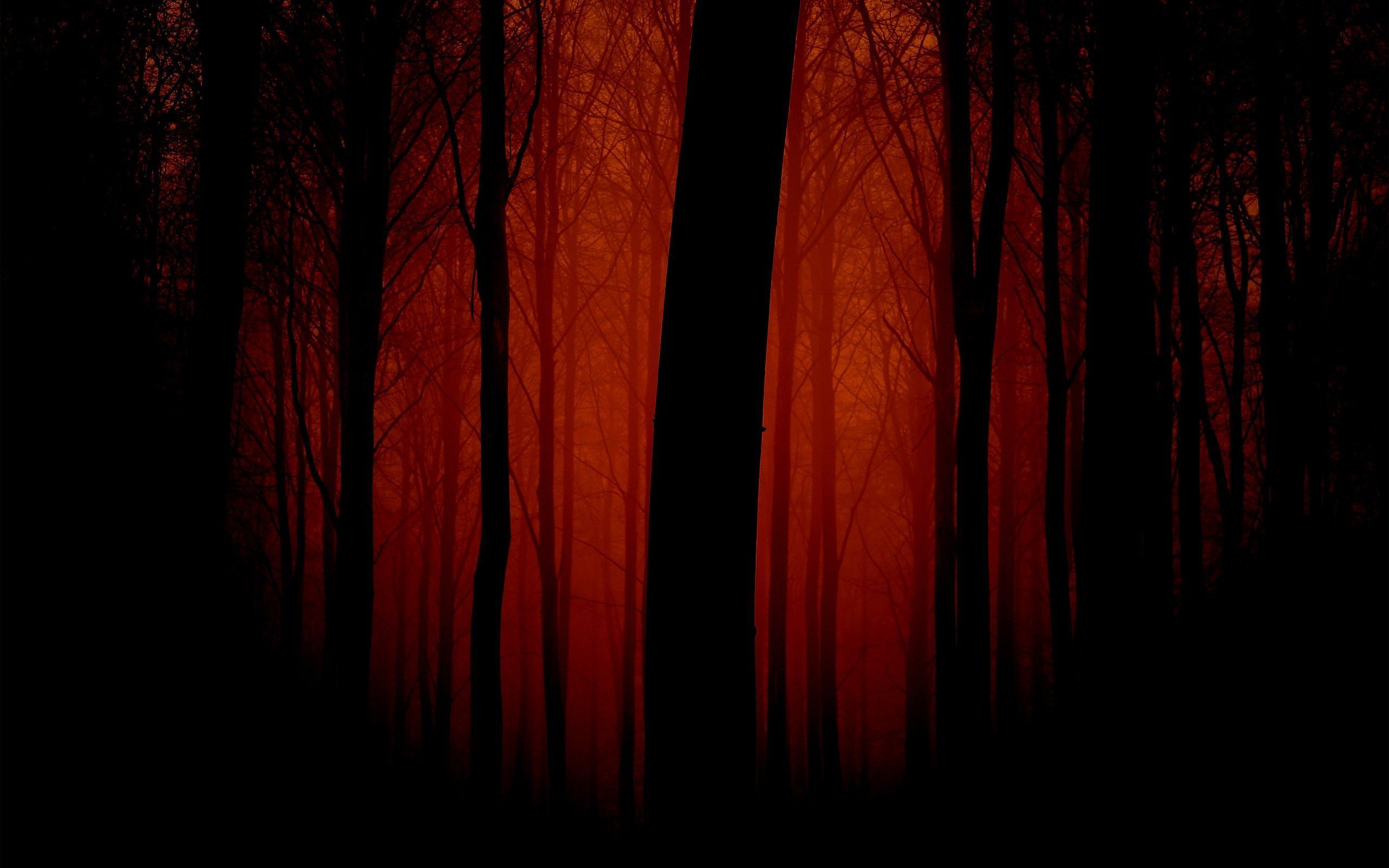 2560x1600 Artistic Forest HD Wallpaper